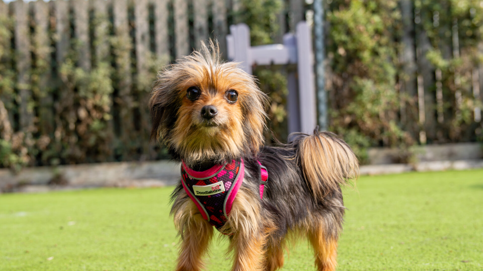 A small, fluffy brown and black dog wearing a pink harness stands on green grass with a blurred fence and shrubs in the background.