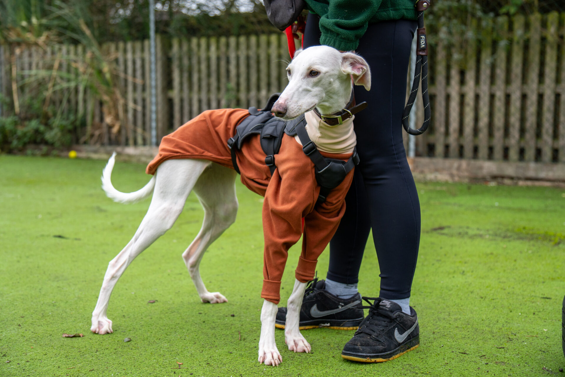 A white Lurcher wearing a brown coat and harness stands close to a person in dark leggings and black sneakers on a grassy surface, with a wooden fence and greenery in the background.