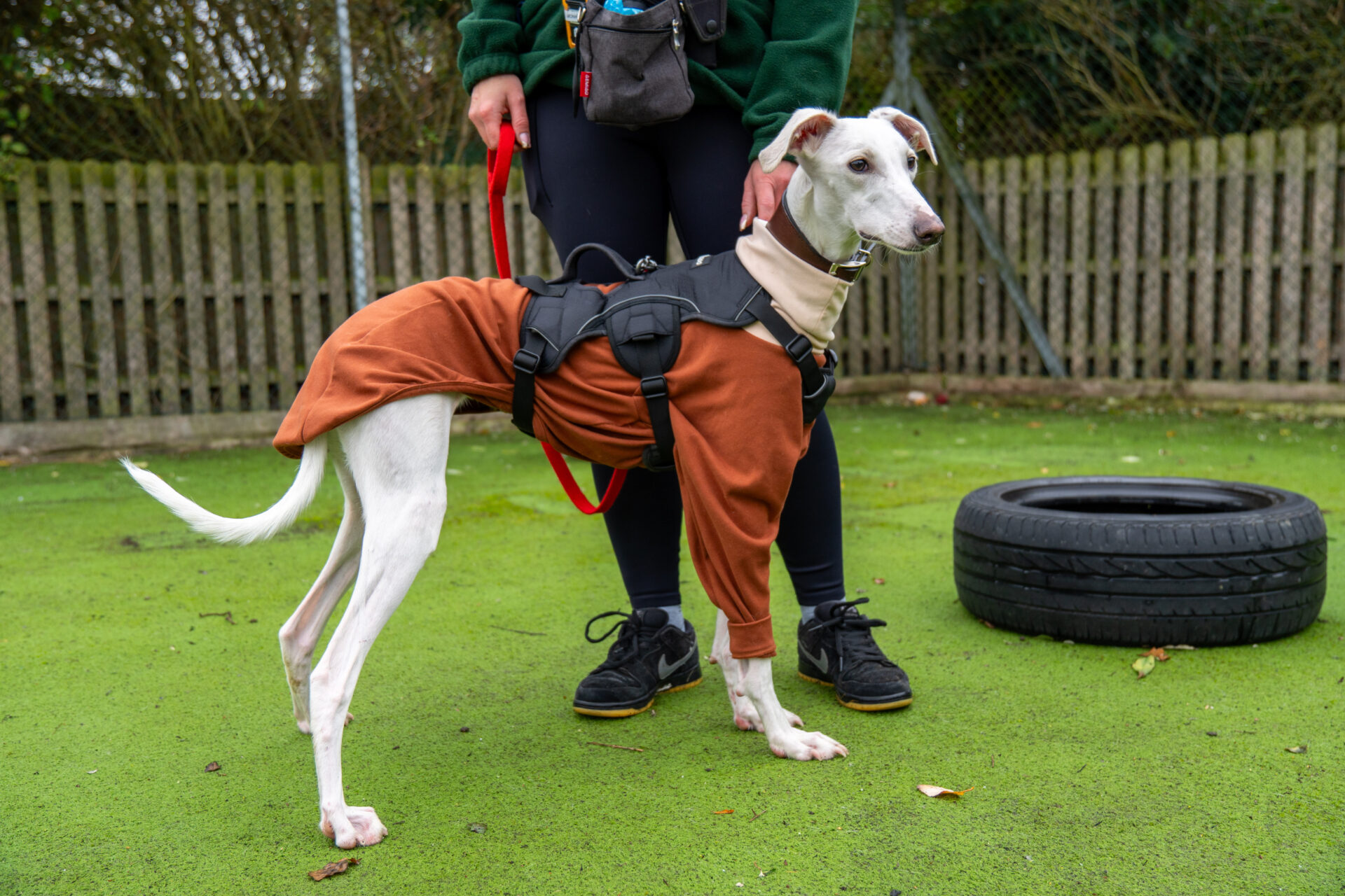 A white and tan Lurcher wearing a brown outfit and black harness stands on green turf next to a person holding its red leash. A tire and wooden fence are visible in the background.