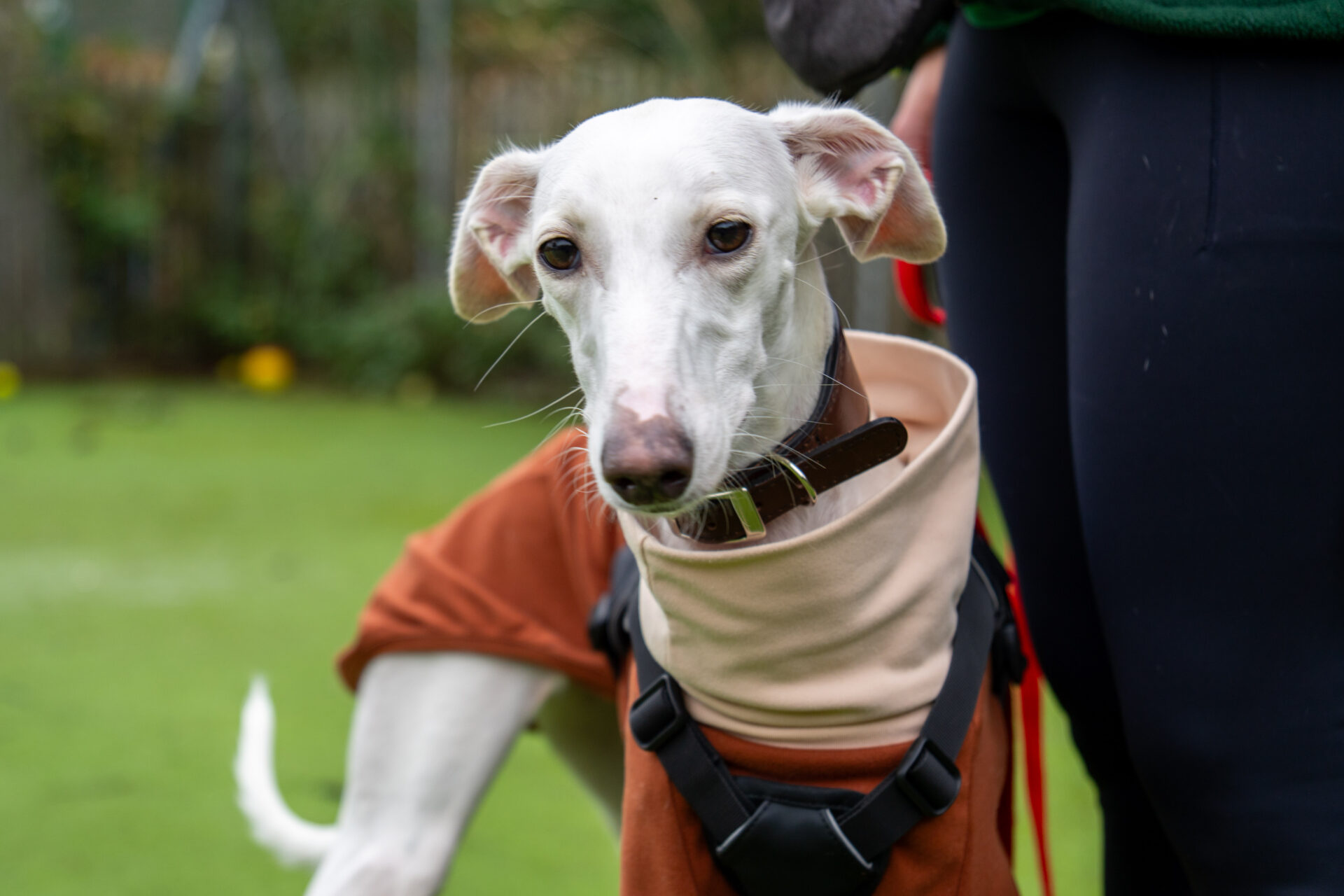 A white Lurcher mix wearing a brown and beige coat stands next to a person in dark pants, outdoors on green grass. The dog looks directly at the camera.