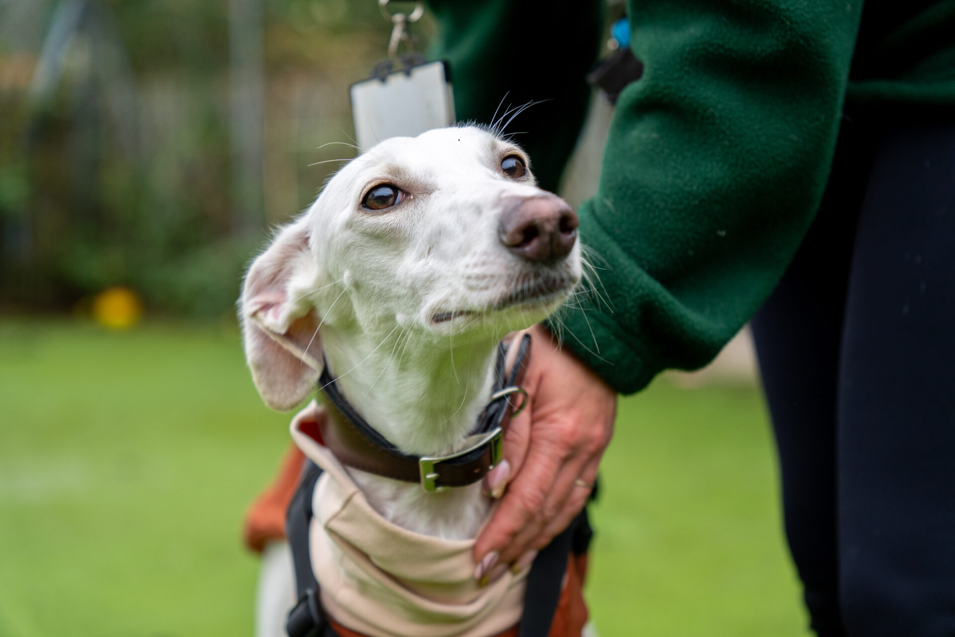 A white Lurcher wearing a collar and harness stands outside on green grass, looking up with a calm expression as a person in a green sweater gently holds its neck.