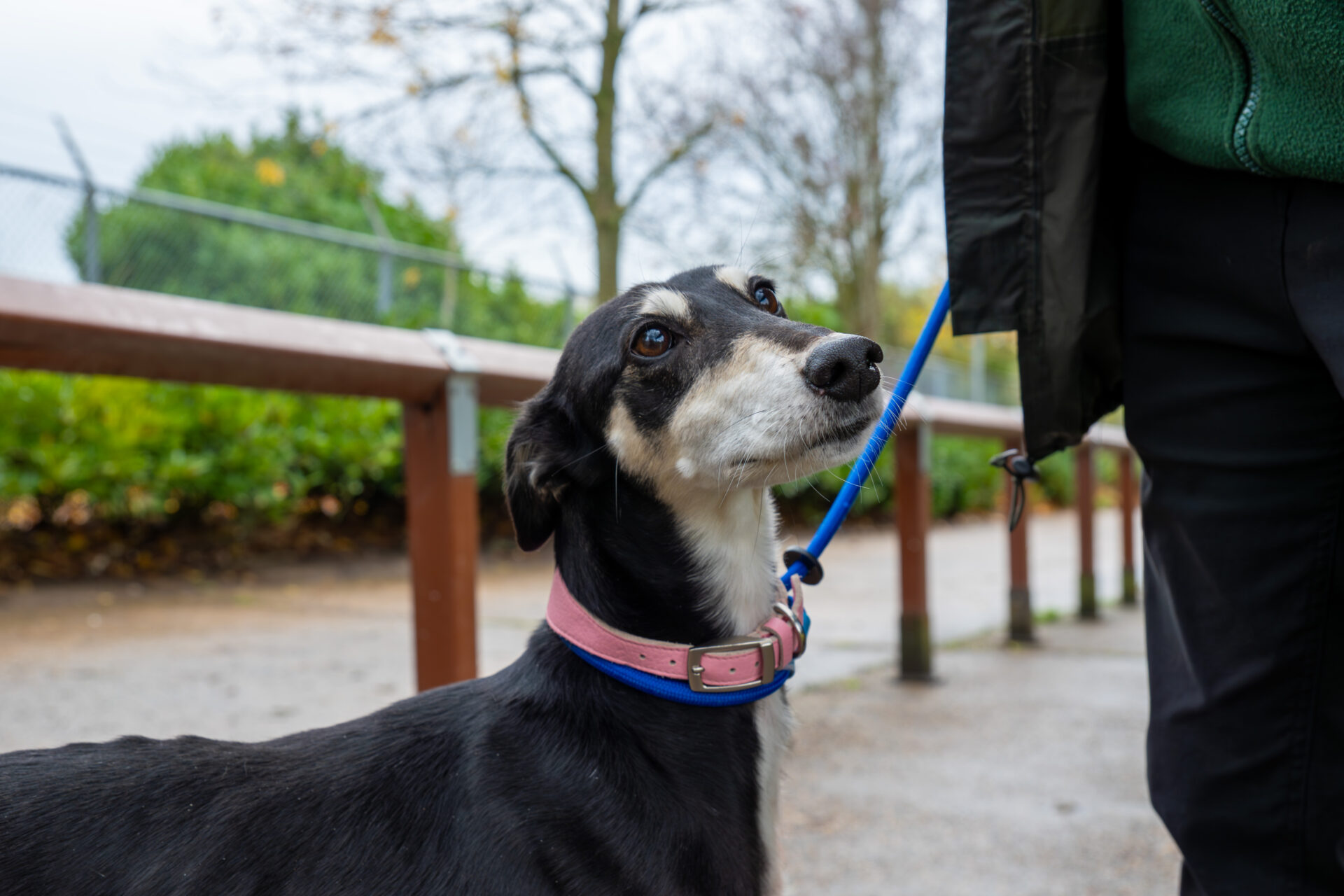 A Lurcher with a lead on stands ready for adventure.