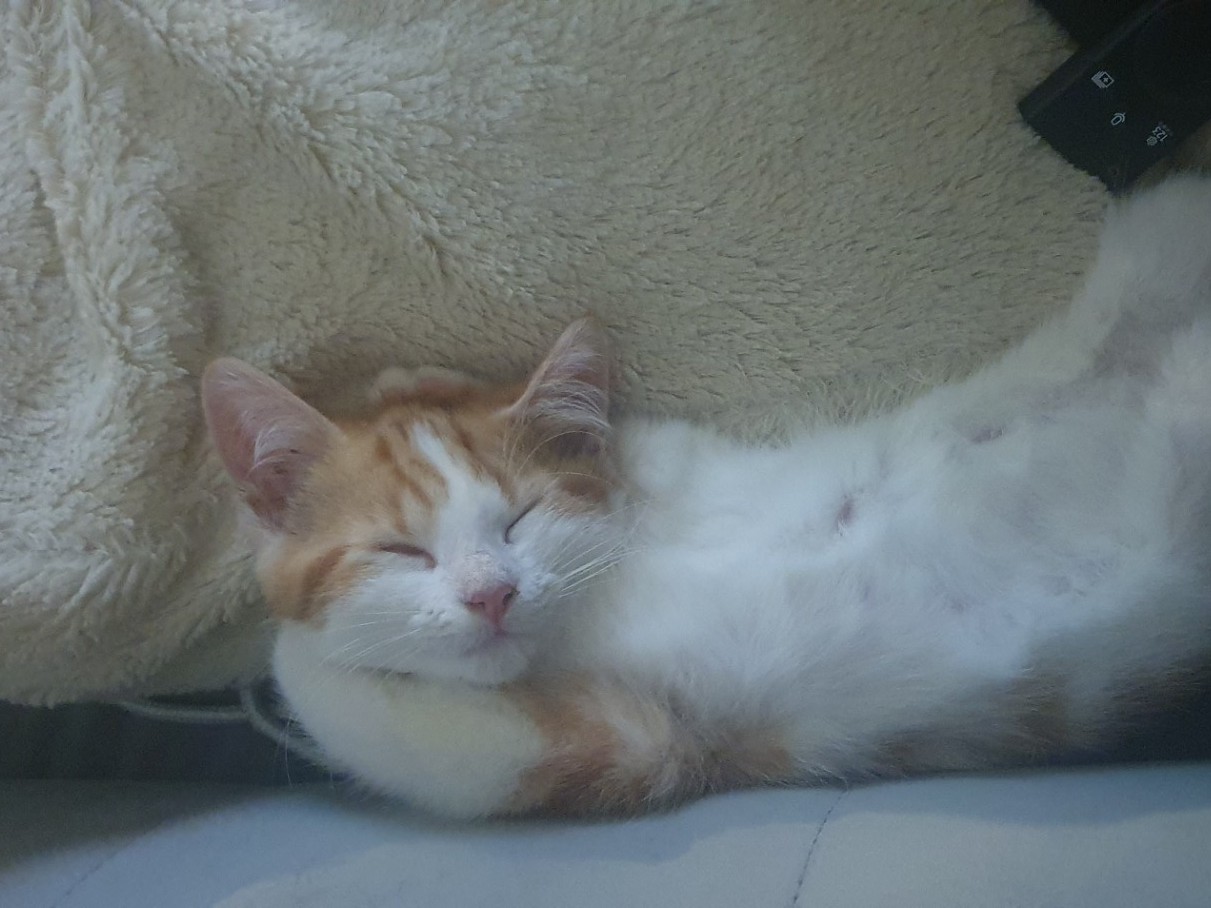 A ginger and white kitten is sleeping on its side with its head resting on its paw, next to a fluffy beige blanket. The kitten looks peaceful and relaxed.