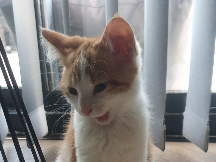 A light orange and white kitten sits indoors in front of vertical blinds, its mouth slightly open as if meowing or yawning. Soft daylight filters through the window behind it.