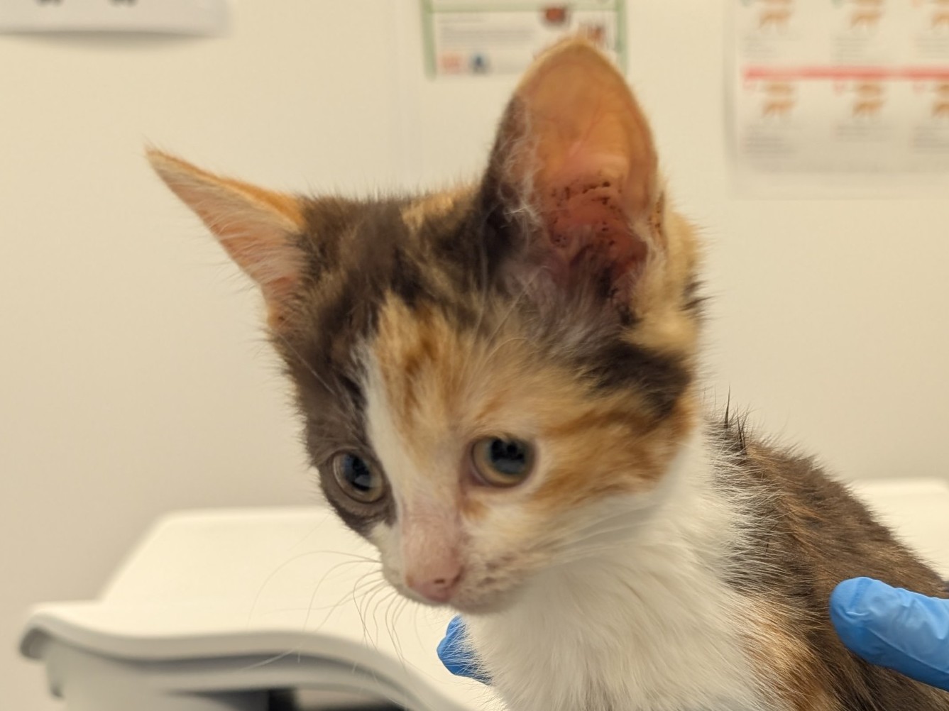 A close-up of a small calico kitten with large ears, being gently held by a person wearing a blue glove. The background is a white room with some posters on the wall.