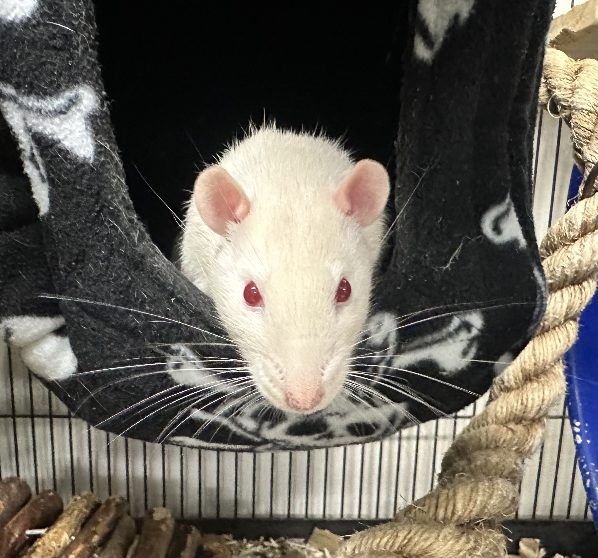 A white rat with pink ears and red eyes peeks out from a black fleece hammock inside a cage, with rope and wooden chew toys visible nearby.