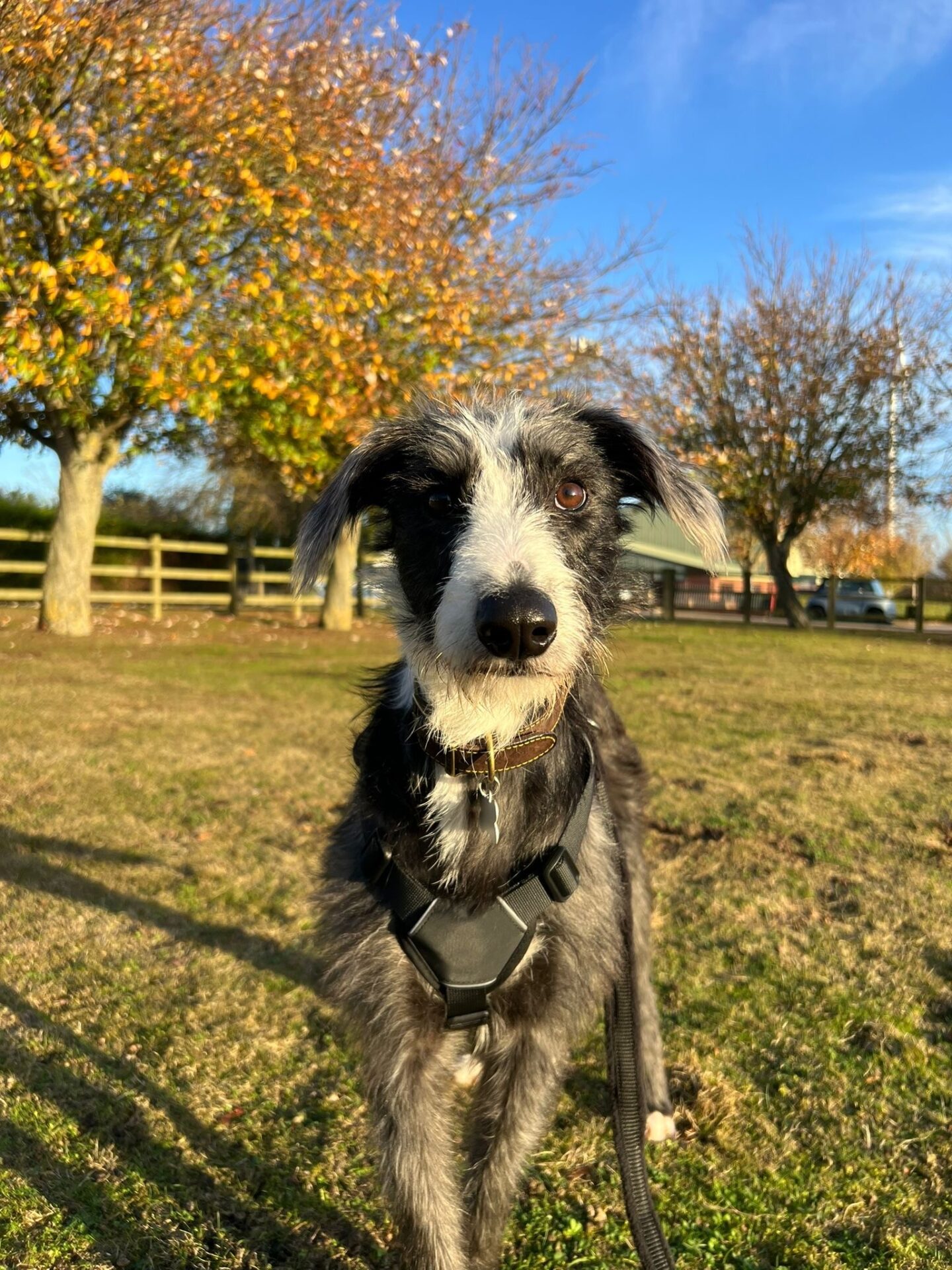 A black and white Lurcher with a scruffy coat stands on grass in a park, wearing a harness and leash. Autumn trees and a wooden fence are visible in the background under a blue sky.