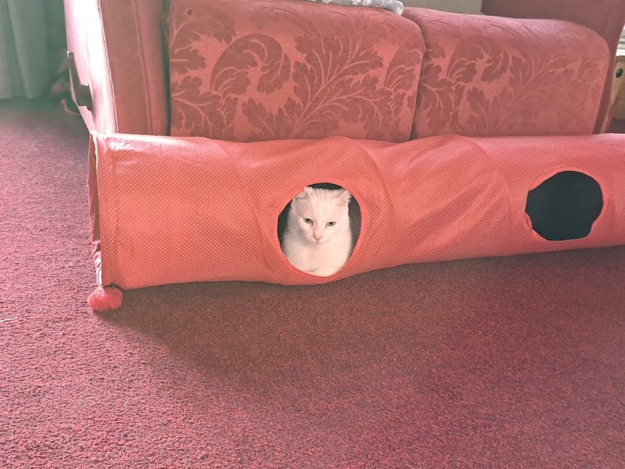 A white cat sits inside a red fabric tunnel with an opening, placed in front of a red patterned couch on a red carpeted floor.