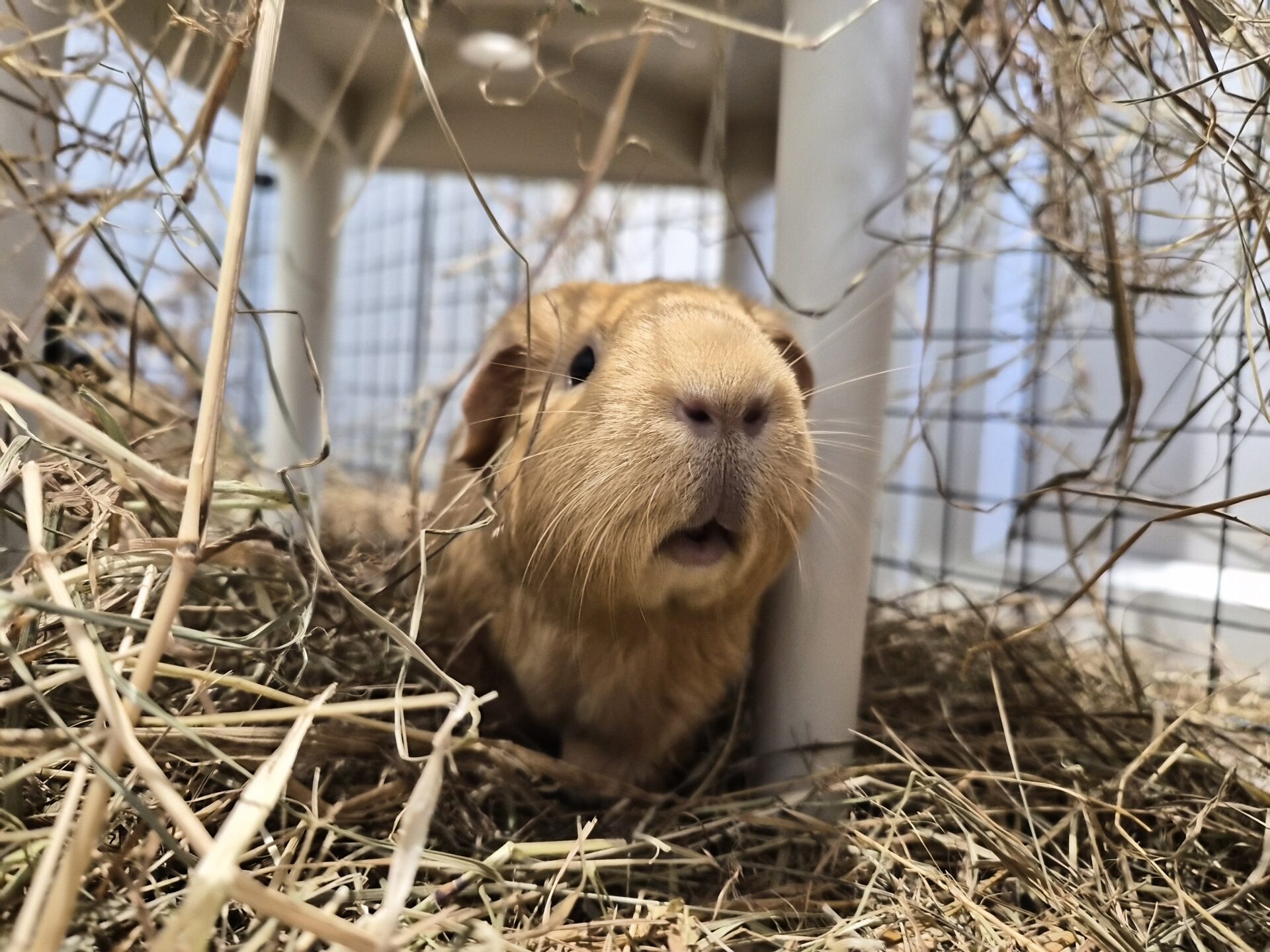A curious guinea pig sits on a bed of hay under a small table, looking up with its mouth slightly open. Mesh panels and scattered hay surround the adorable guinea pig in the enclosure.