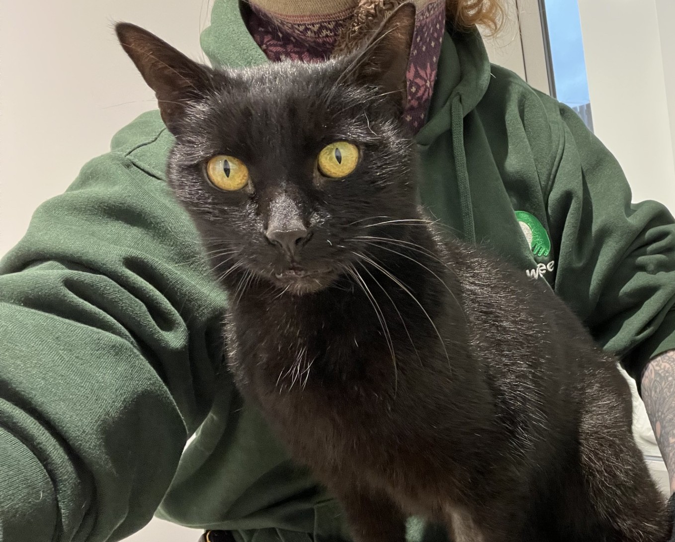 A black cat with large yellow eyes sits in front of a person wearing a green hoodie. The cat looks directly at the camera, and part of the persons face is visible in the background.