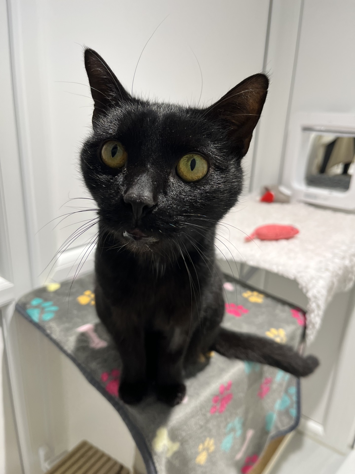 A black cat with yellow-green eyes sits on a cat perch covered with a gray blanket decorated with colorful paw prints. The background shows a white wall and a small red toy mouse.