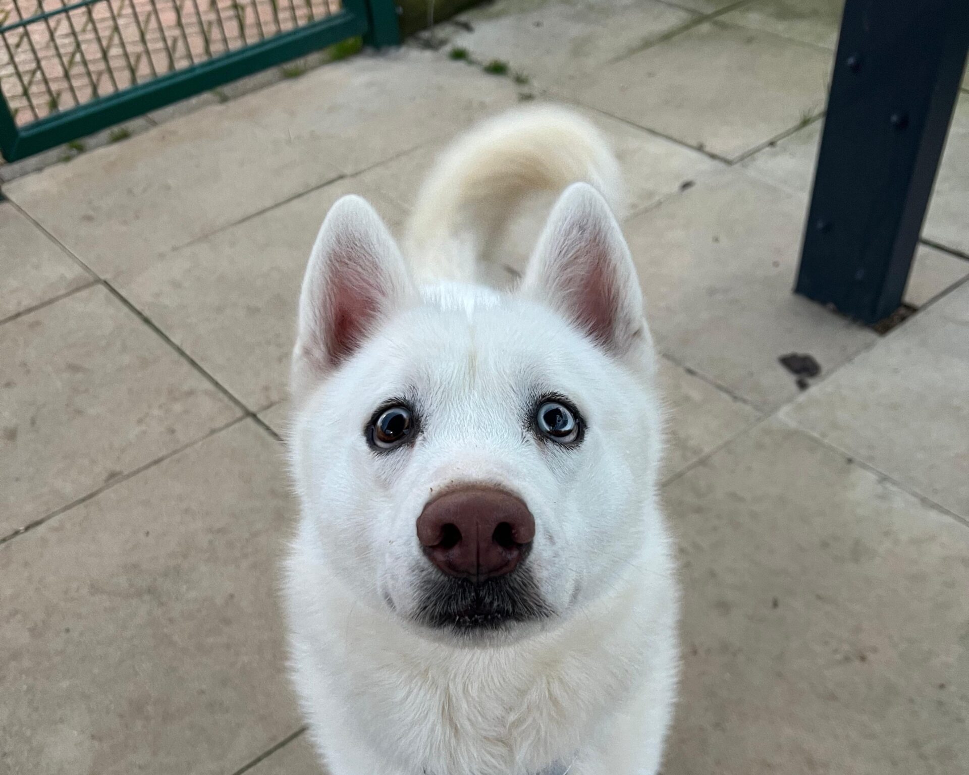 A white dog with one blue eye and one brown eye and upright ears looks up at the camera with a curious expression, standing on light-colored pavement near a green metal fence.