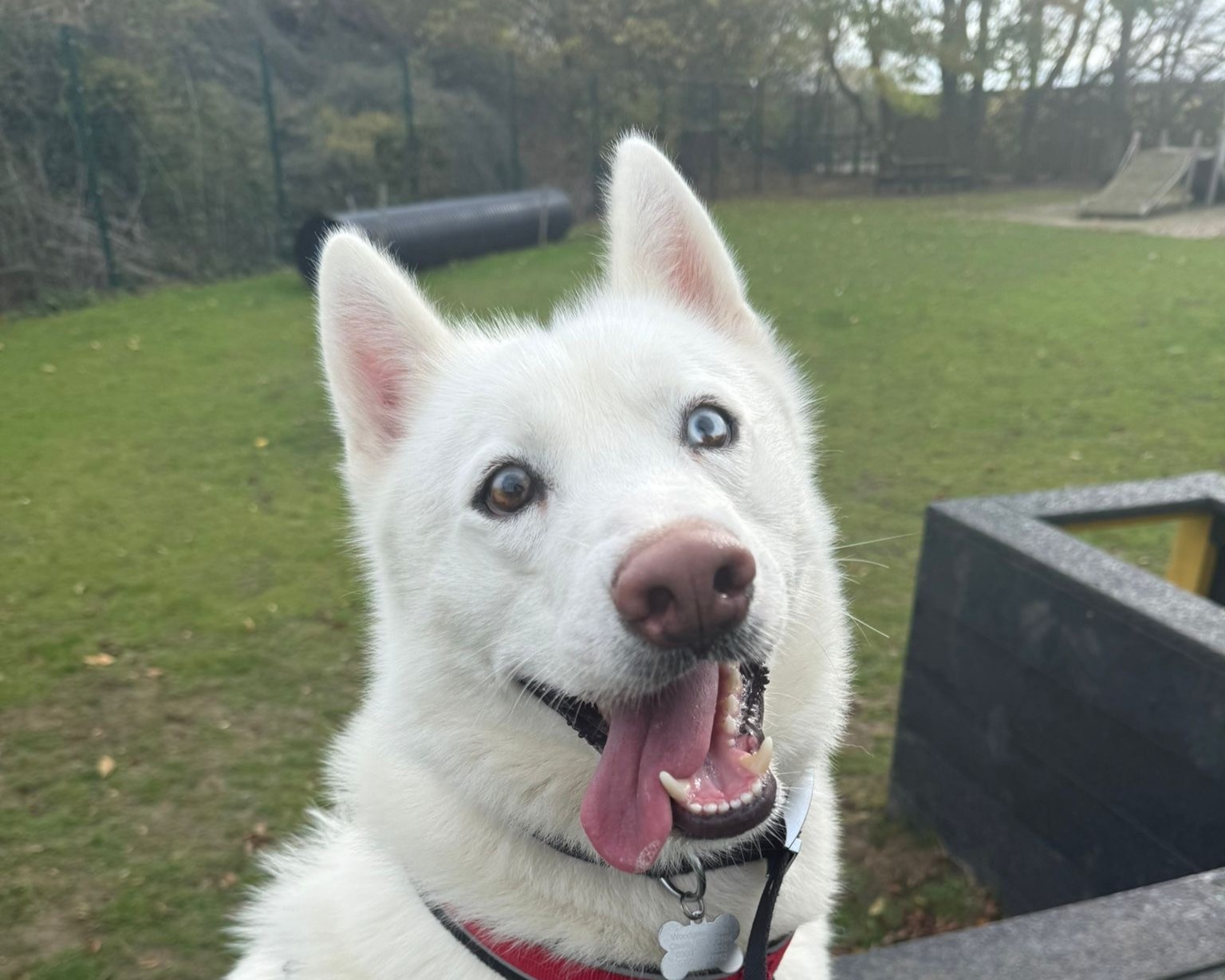 A happy white dog with blue and brown eyes sits outdoors on green grass, mouth open and tongue out, wearing a red harness and name tag. Trees and playground equipment are visible in the background.