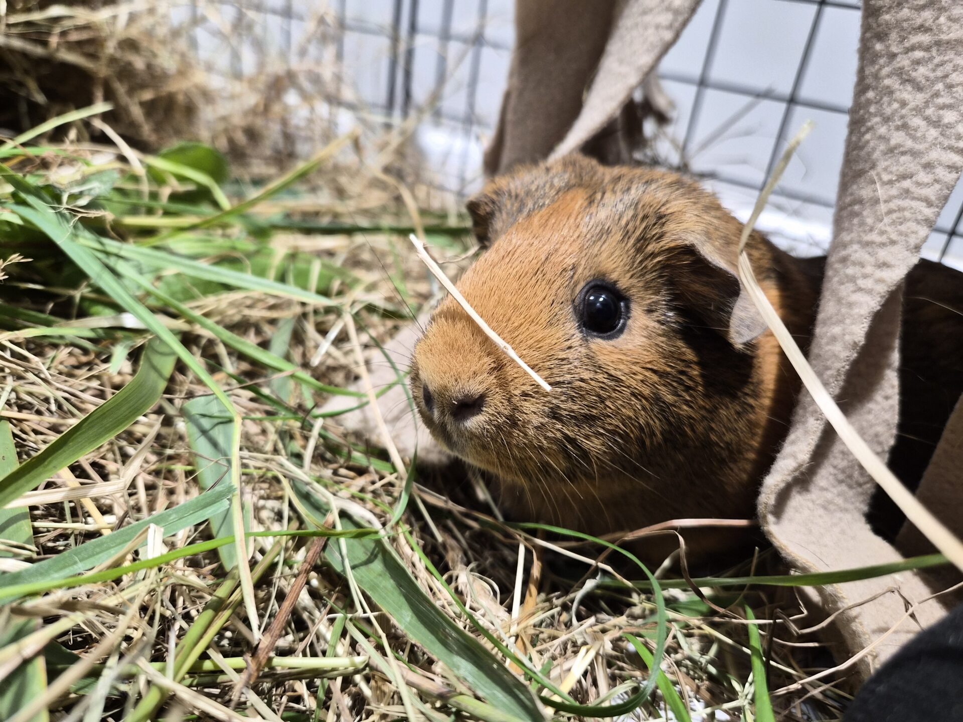 A brown guinea pig with dark eyes sits on hay and grass inside a cage, partially sheltered by a hanging beige fabric.