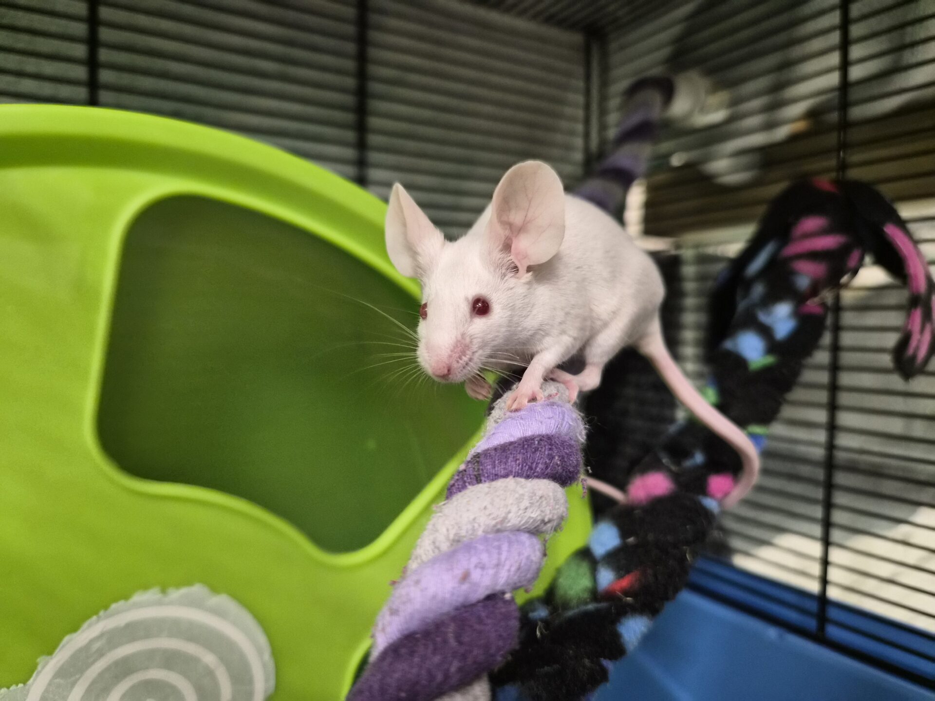 A white mouse with pink ears and eyes stands on a colorful rope perch inside a cage, with a large green exercise wheel in the background.