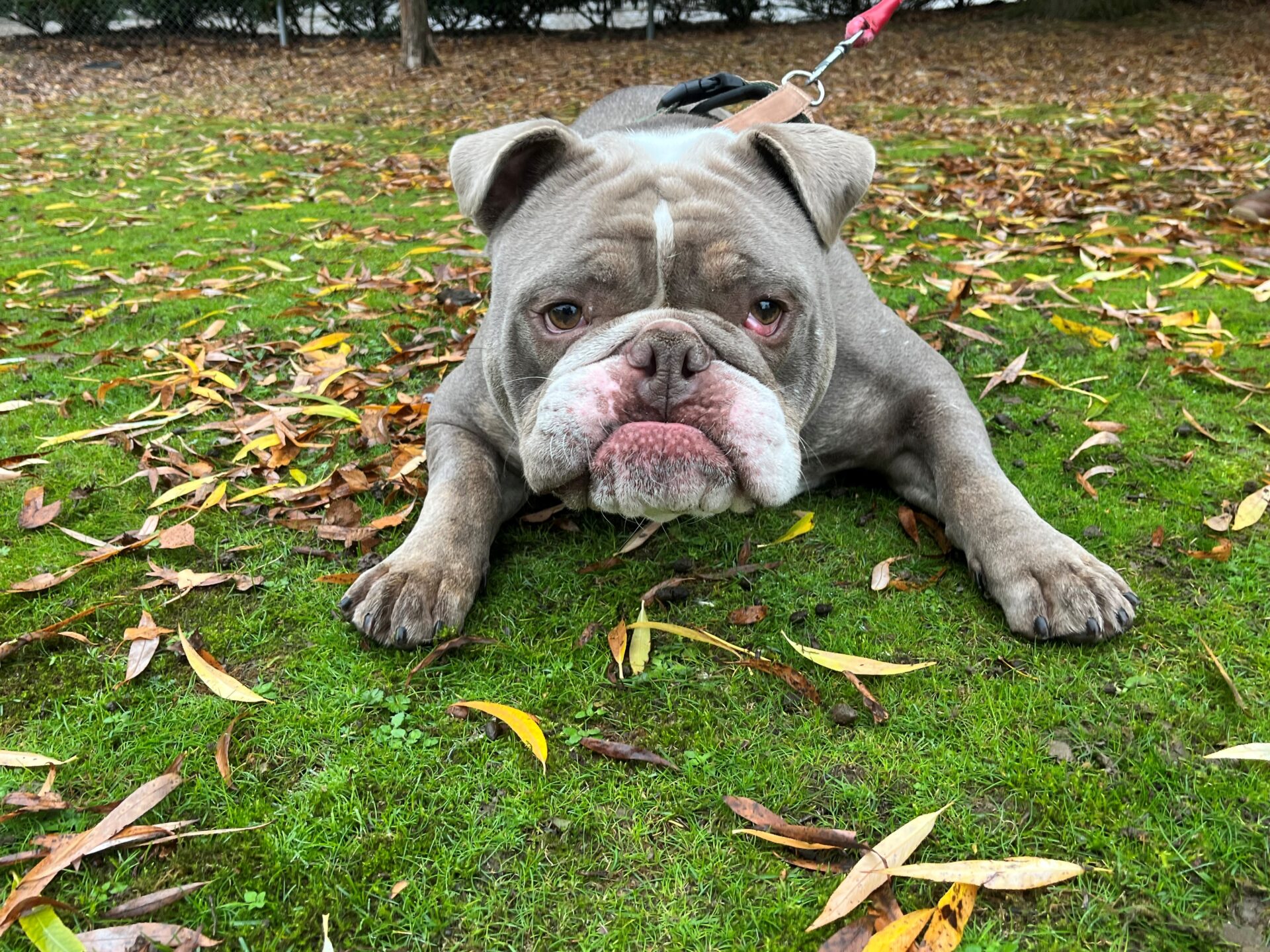A gray British Bulldog with a leash lies flat on green grass scattered with yellow and brown leaves, looking directly at the camera with a relaxed expression.