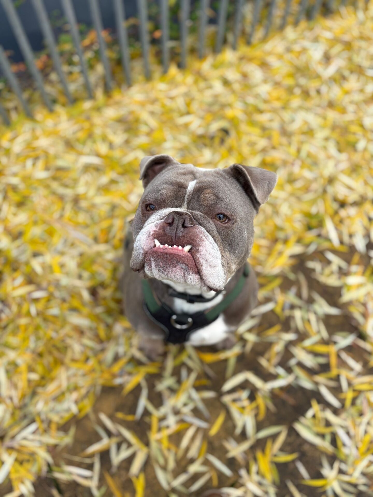 A gray and white British Bulldog with a harness sits on yellow and brown fallen leaves, looking up at the camera. A metal fence and blurred foliage appear in the background.