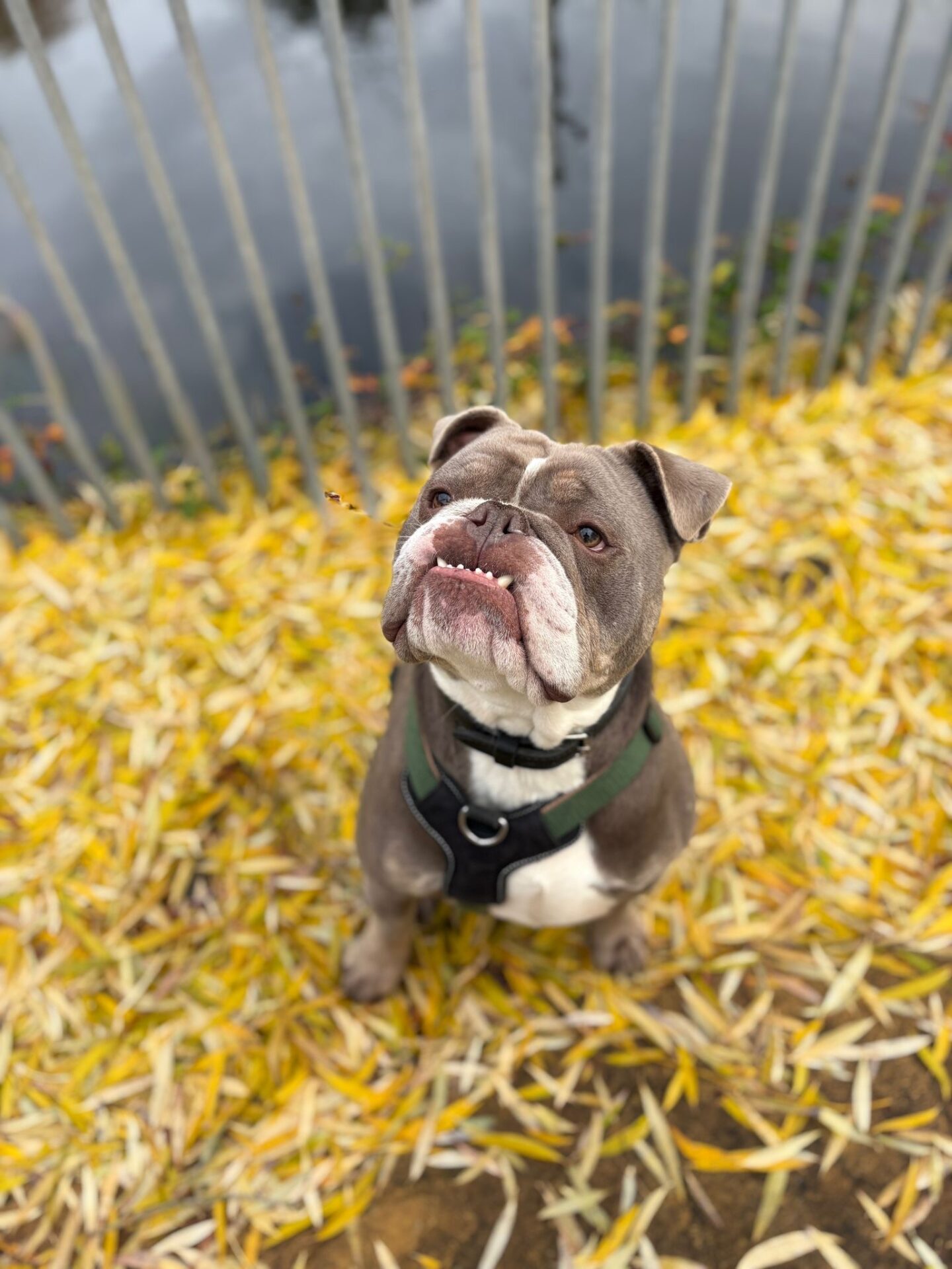 A British Bulldog in a harness sits among yellow fallen leaves, gazing upward. Behind the brown and white pup is a metal fence and a body of water.