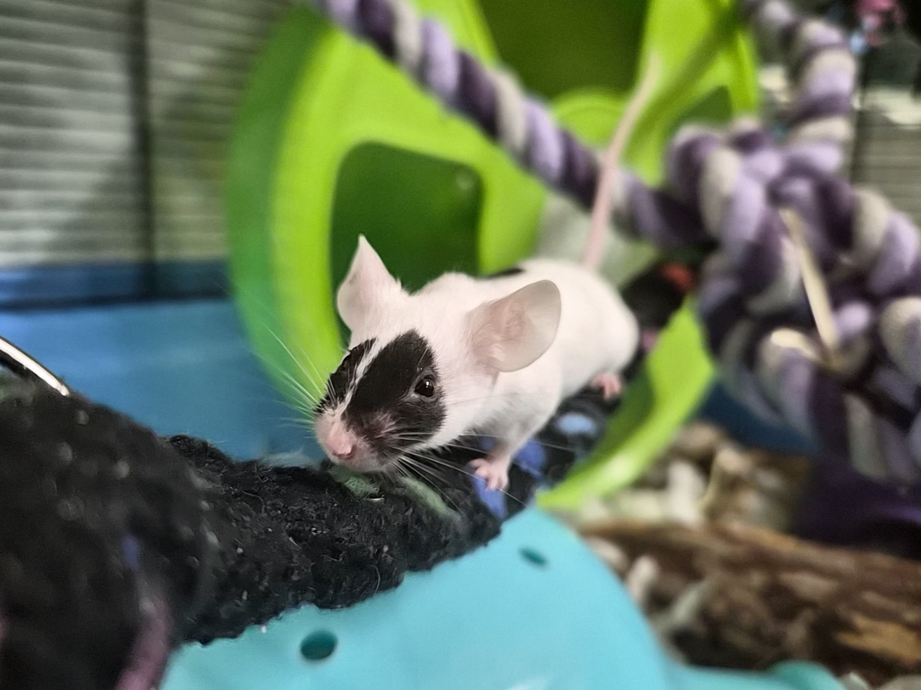 A small white mouse with black markings on its face walks along a thick black rope inside a colorful cage, with a green exercise wheel and a coiled purple-and-white rope in the background.
