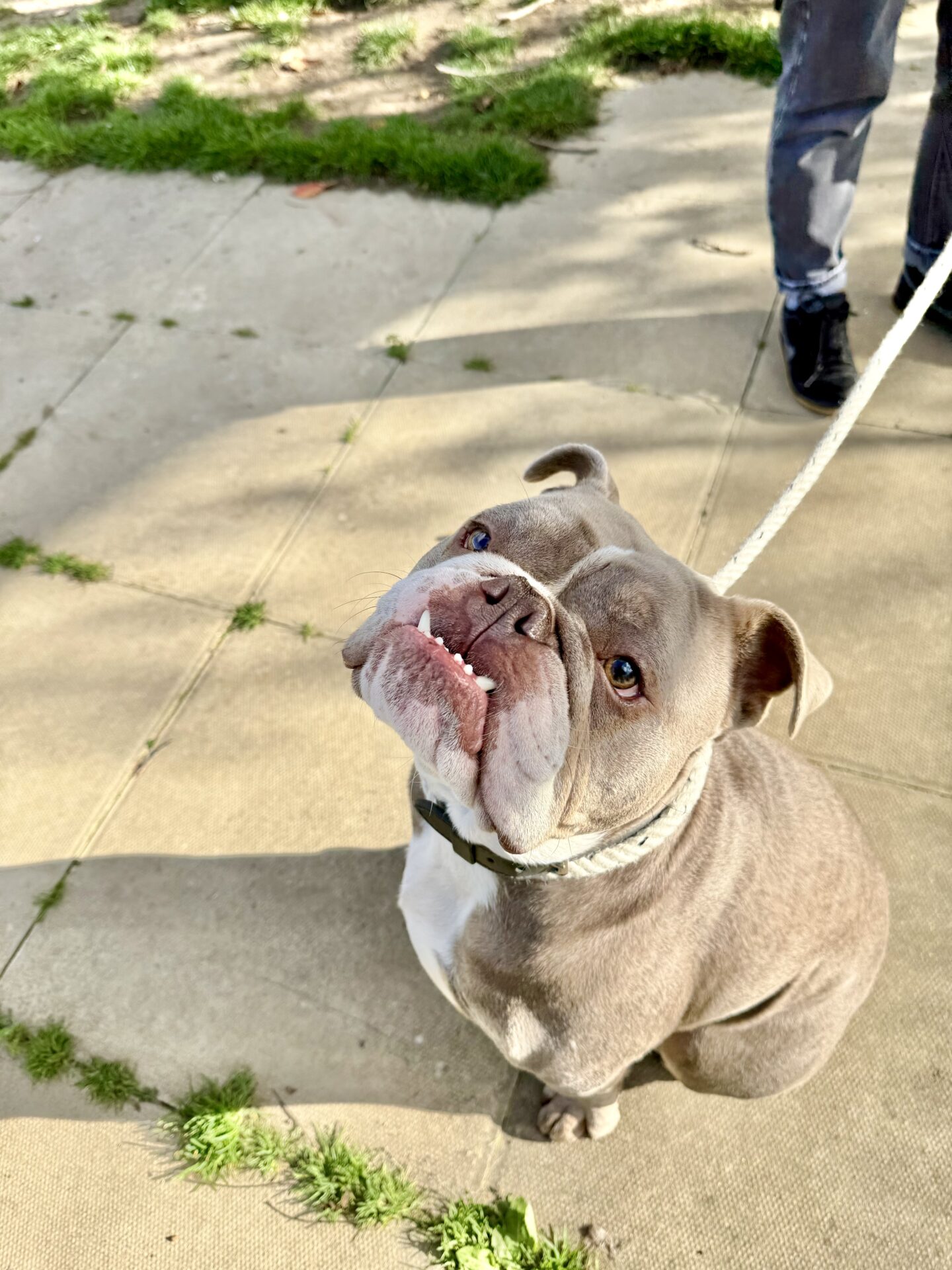 A gray and white bulldog with a wrinkled face sits on a sidewalk, looking up while on a leash. Part of a person’s legs and feet are visible behind the dog. Patches of grass grow through cracks in the pavement.