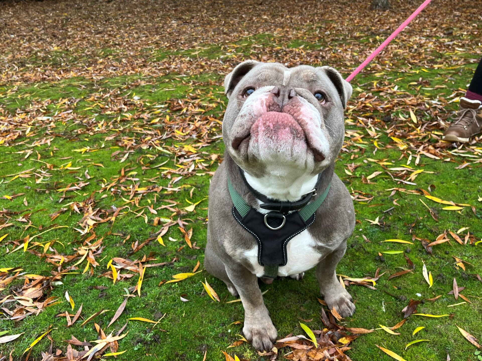 A gray and white British Bulldog sits on green grass covered with fallen leaves, looking up with its tongue out. The dog wears a harness and is attached to a pink leash. A person’s foot is partially visible on the right.