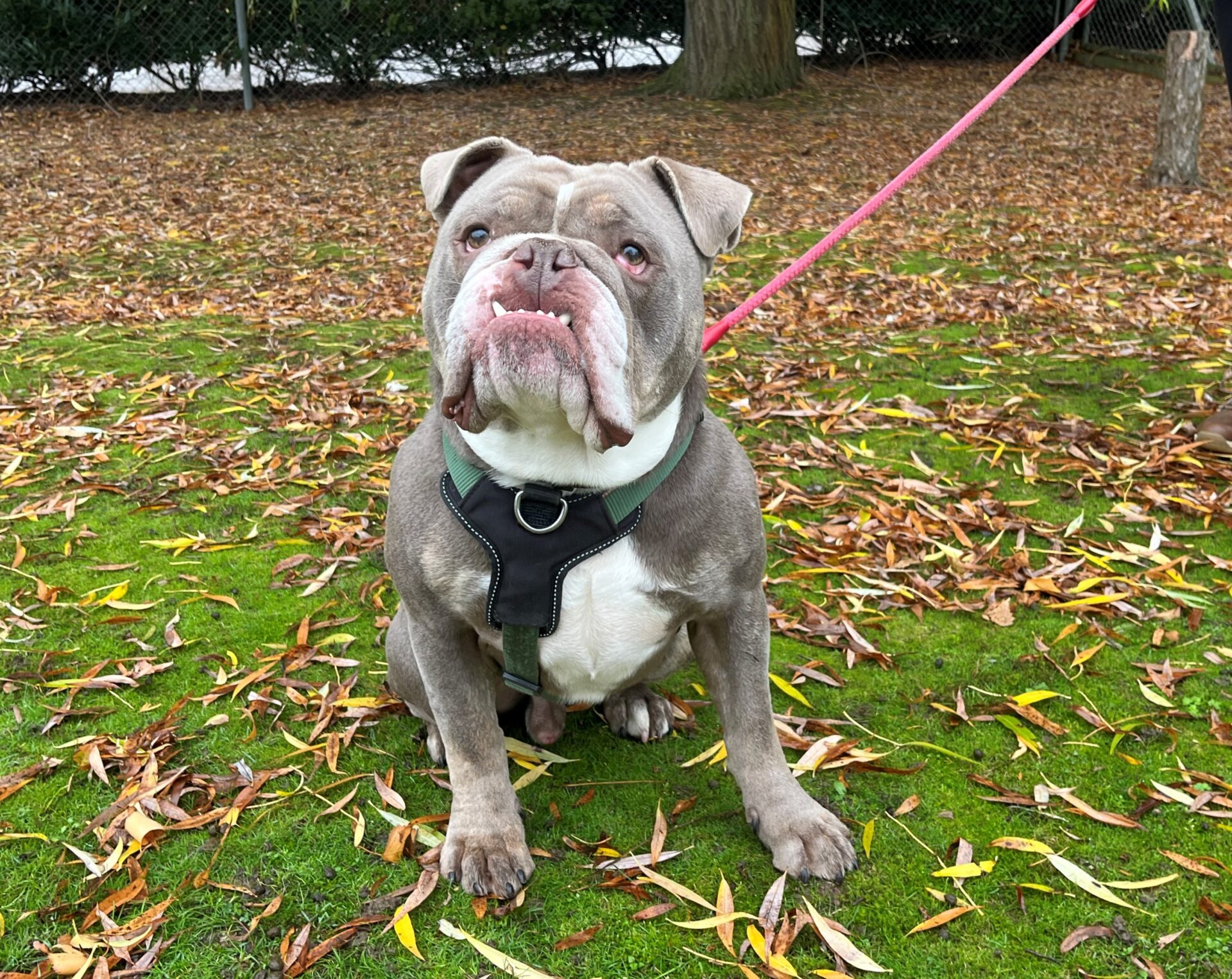 A British Bulldog with a gray and white coat wears a black harness and sits on green grass scattered with fallen leaves, gazing upward. The dog, on a pink leash, enjoys an outdoor park area surrounded by trees and a fence.