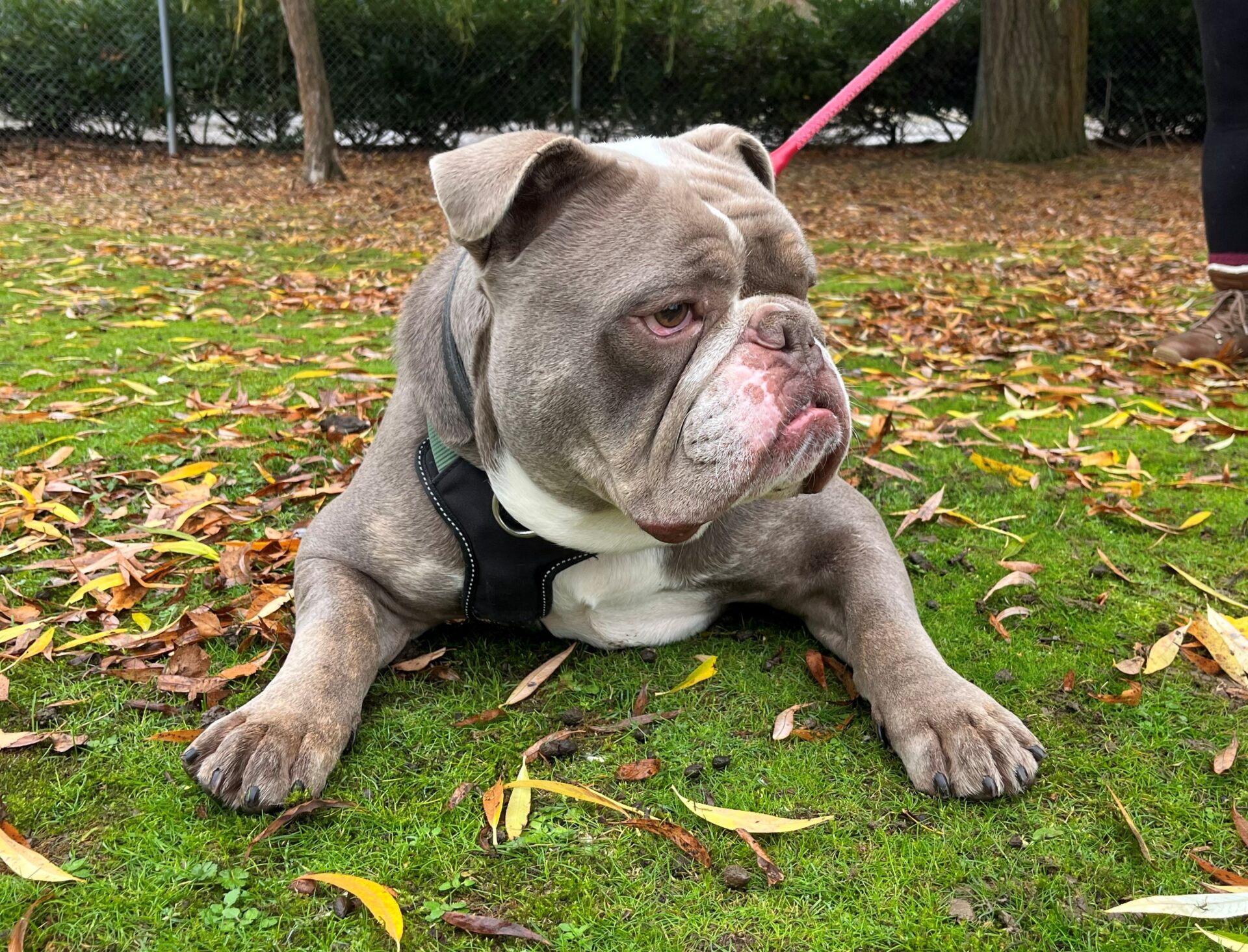 A gray and white British Bulldog with a harness lies on green grass covered with fallen leaves, looking to the side. The dog, named Governor Thropp, is on a pink leash, and a person’s legs are partially visible in the background.