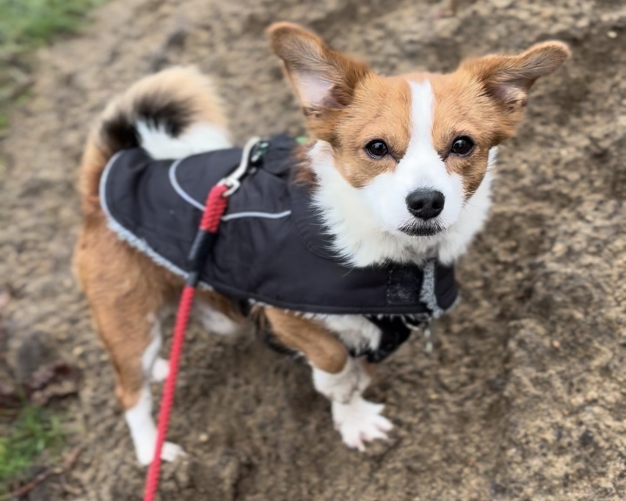 A small brown and white dog wearing a black coat stands on a dirt path, looking up with alert ears. The dog is on a red leash, and some grass is visible at the edge of the image.