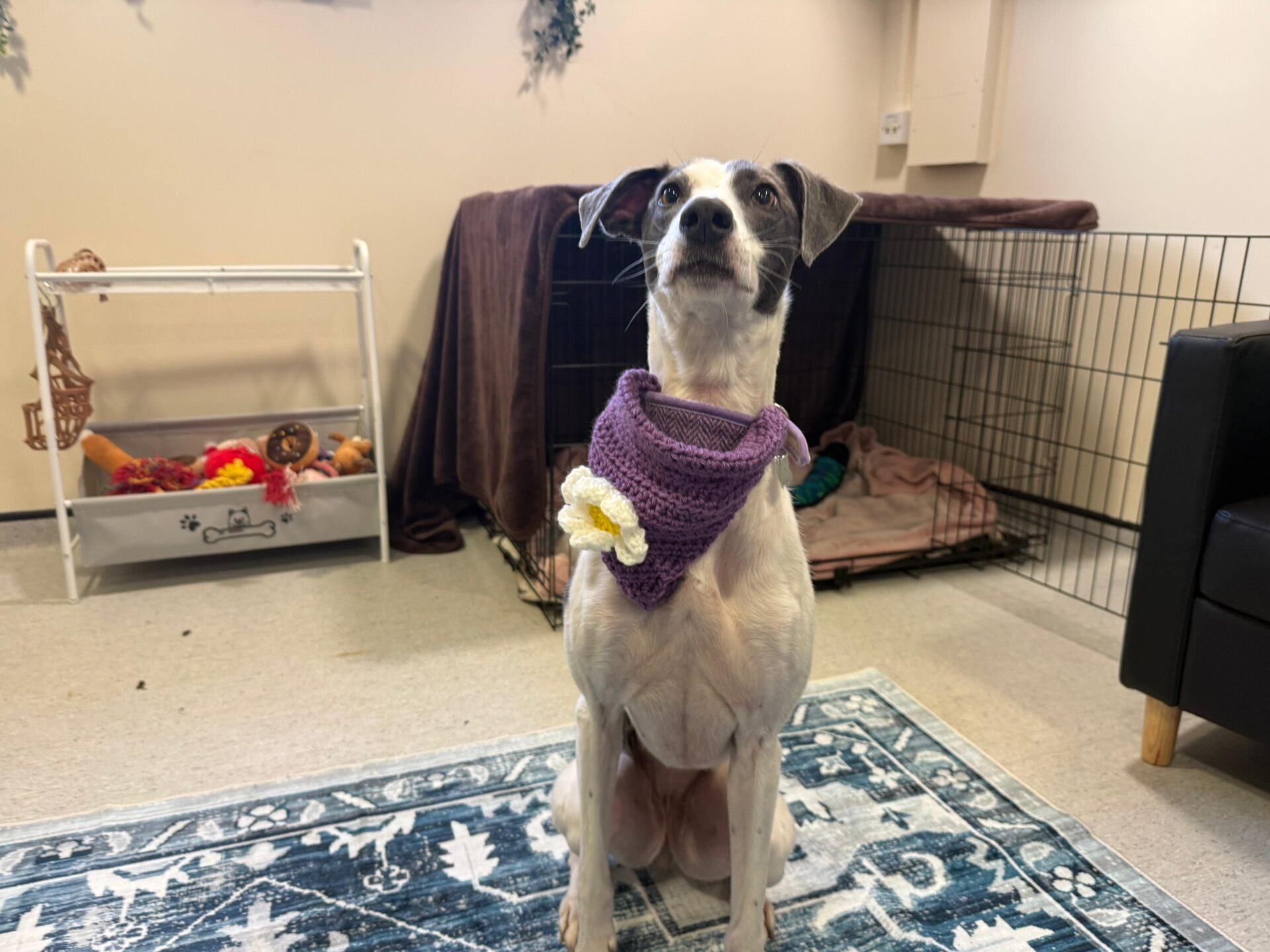 A white and tan Lurcher wearing a purple knitted bandana with a yellow and white flower sits on a blue patterned rug in a room with a crate, couch, and toy bin in the background.