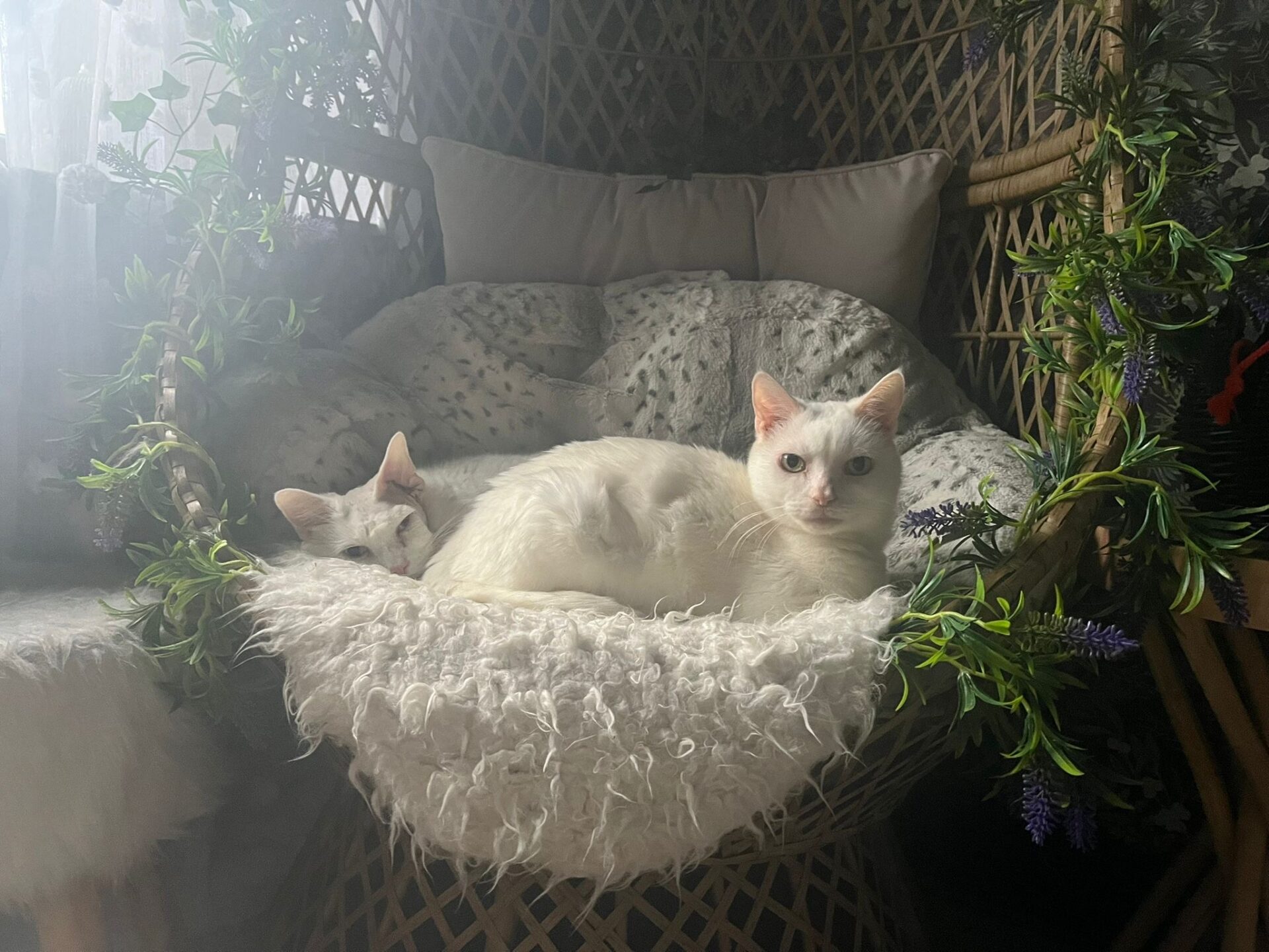 Two white cats are lounging together on a cosy, fluffy blanket in a wicker chair decorated with green and purple artificial plants. Soft daylight filters in, giving the scene a calm and cosy feel.