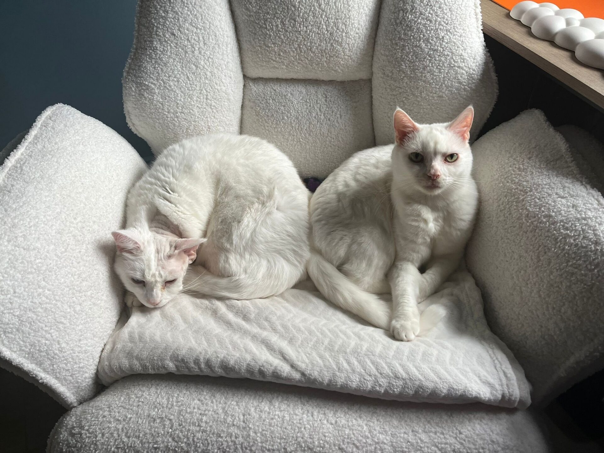 Two white cats are resting on a fluffy white chair. One cat is lying curled up and appears to be sleeping, while the other is sitting upright, looking directly at the camera.