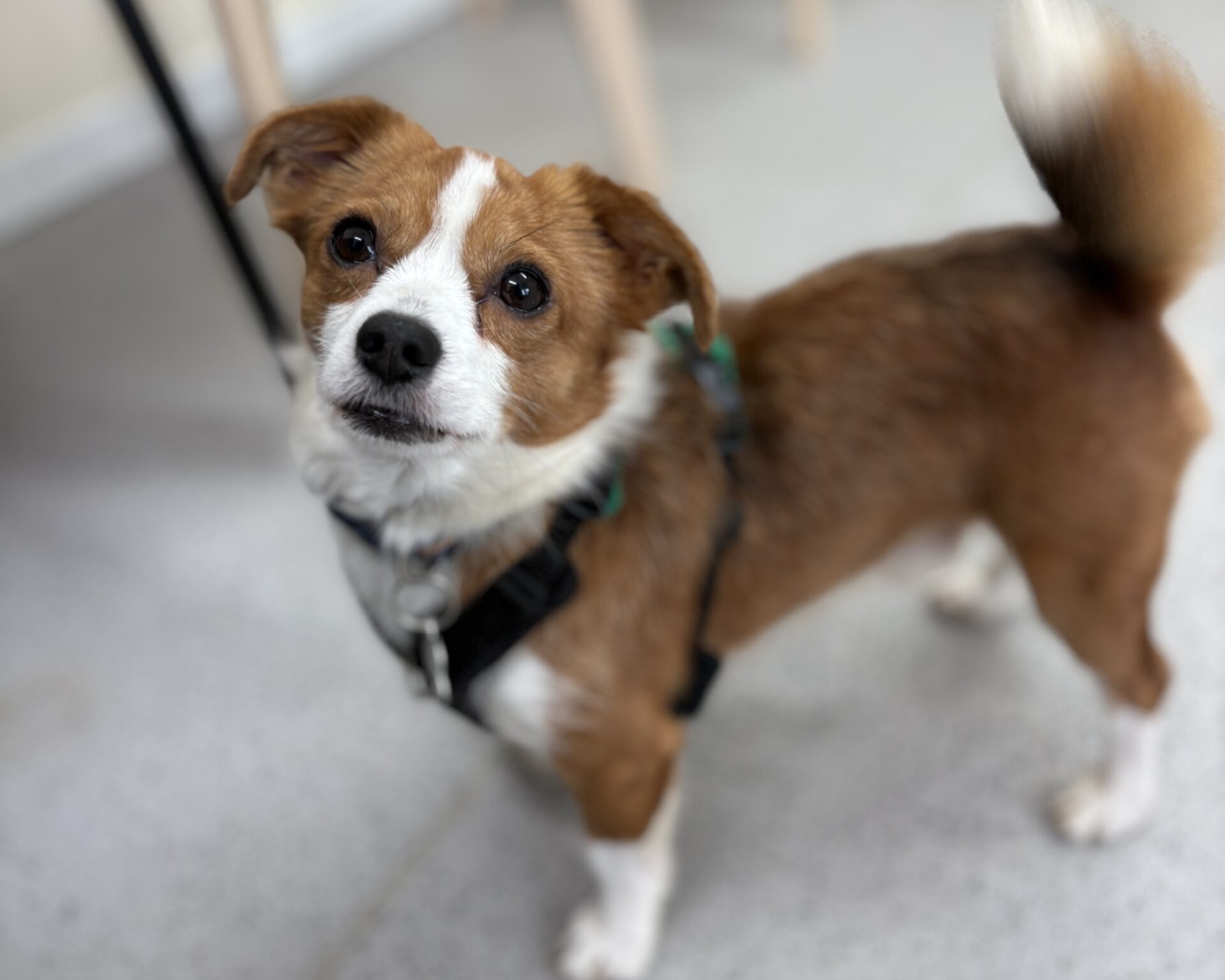A small brown and white dog with a fluffy tail and perked-up ears stands indoors, looking up at the camera. The dog is wearing a black harness. The background is softly blurred.