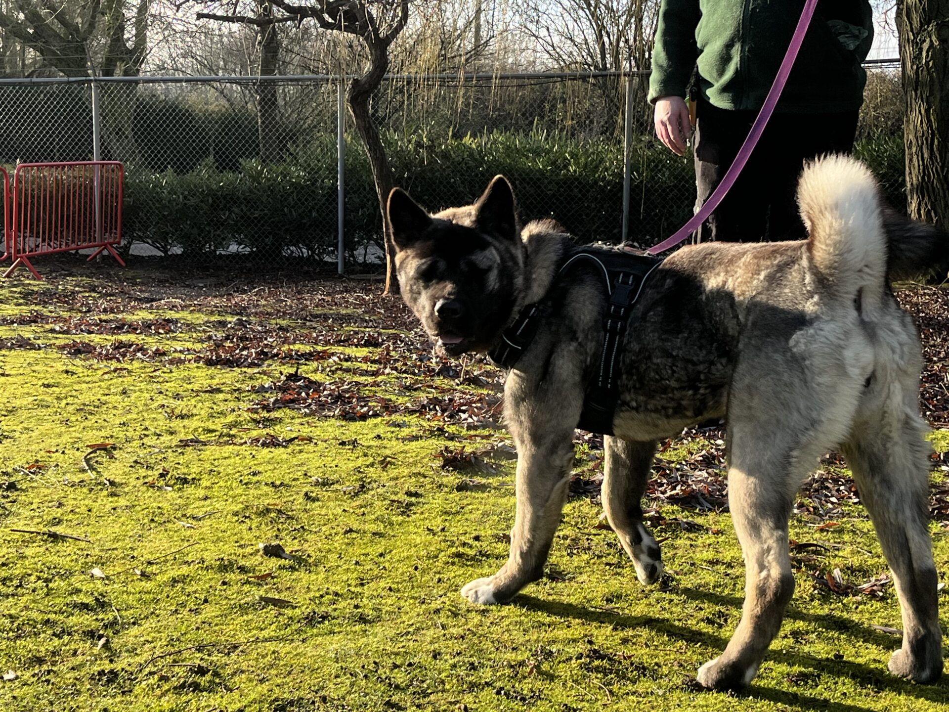 An American Akita with thick fur stands on green grass, facing the camera while on a pink leash held by a person in a green sweater. Sunlight casts shadows, with a fence and trees visible in the background.