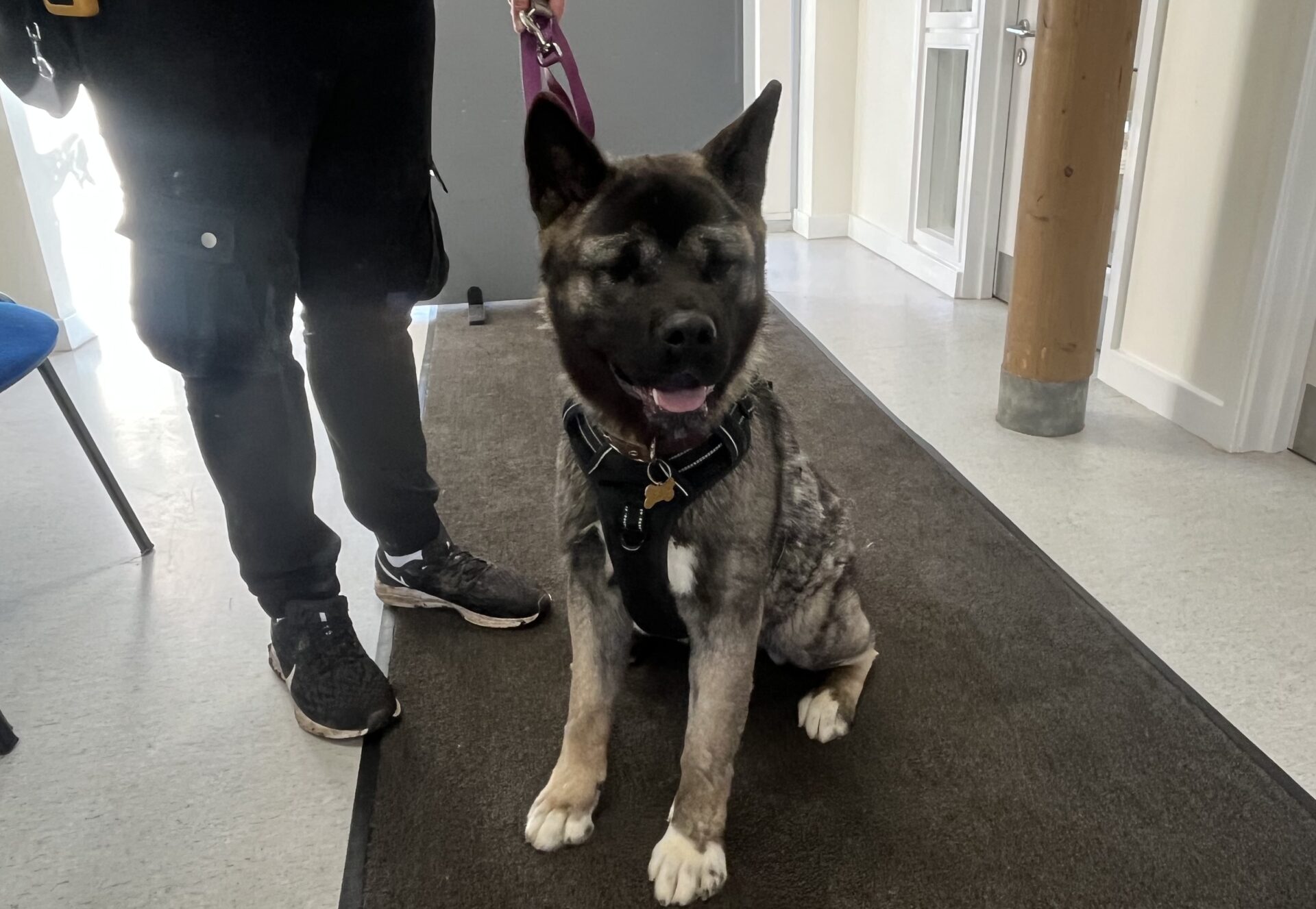 A large, fluffy American Akita with dark fur sits on a mat indoors, wearing a harness and leash. The dog’s eyes appear closed or missing as it pants happily. A person stands next to the dog, holding the leash.