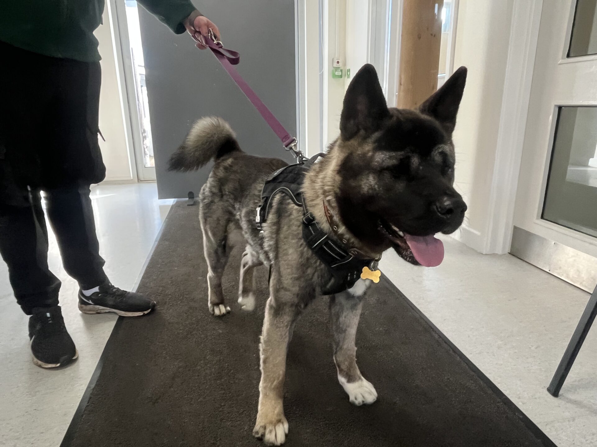 A large, dark-furred American Akita with a short haircut and harness stands on a mat indoors, panting with its tongue out. The dog is on a pink leash held by a person whose legs are partially visible.