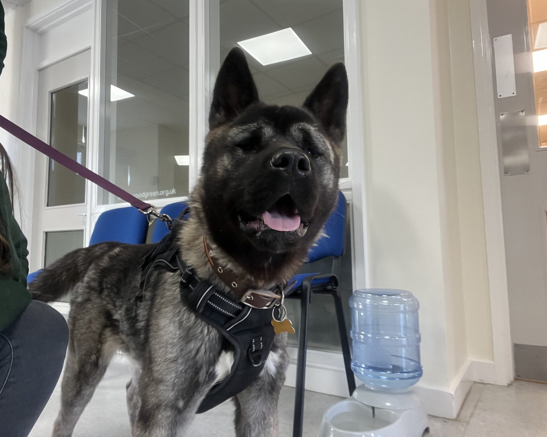 A large, fluffy black and brown American Akita wearing a harness and collar stands indoors on a leash, panting happily. Behind the dog are blue chairs, a water dispenser, and glass doors.
