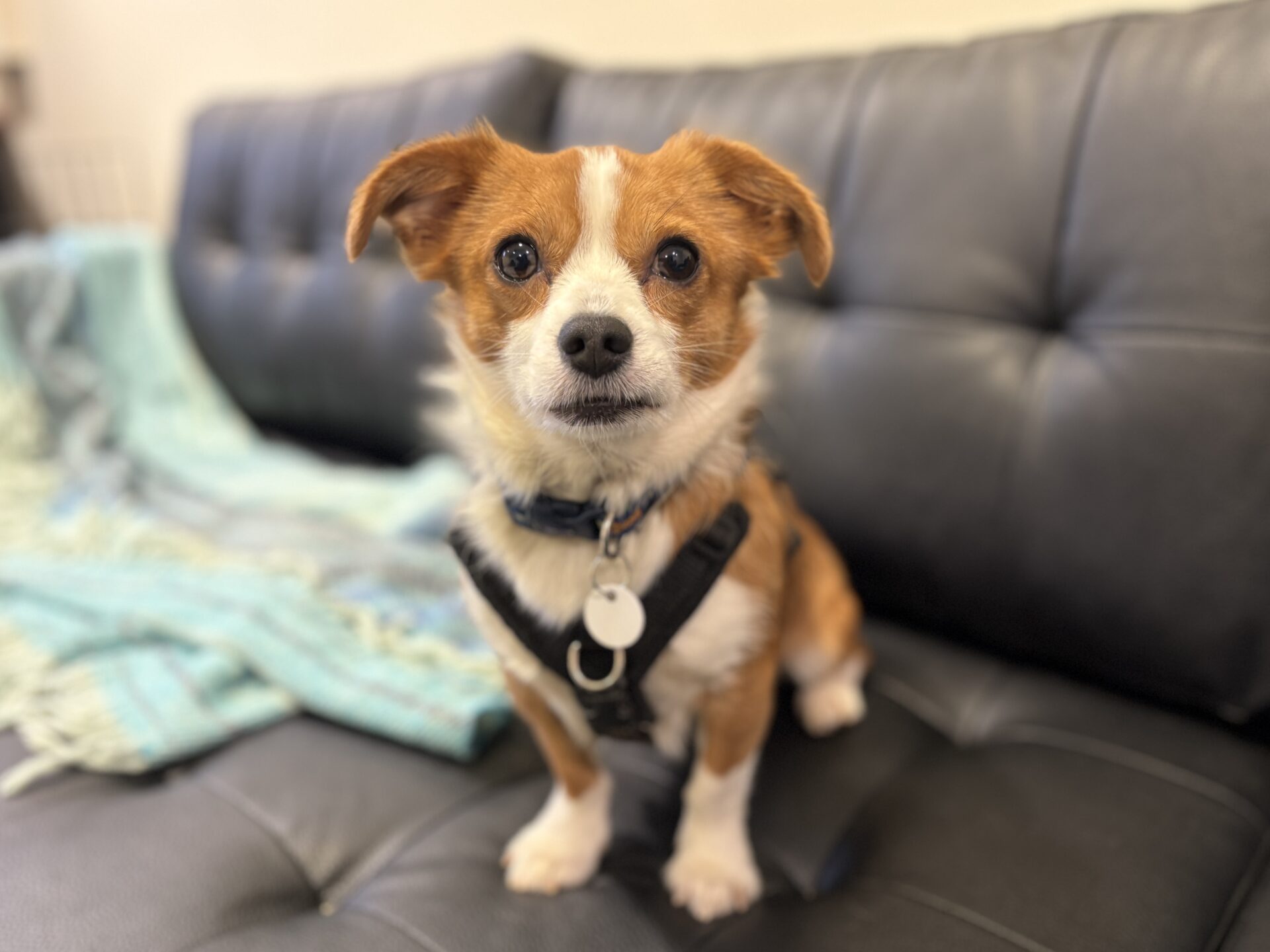A small brown and white dog with a black harness sits on a black leather couch, looking at the camera. A light blue blanket is draped on the couch in the background.