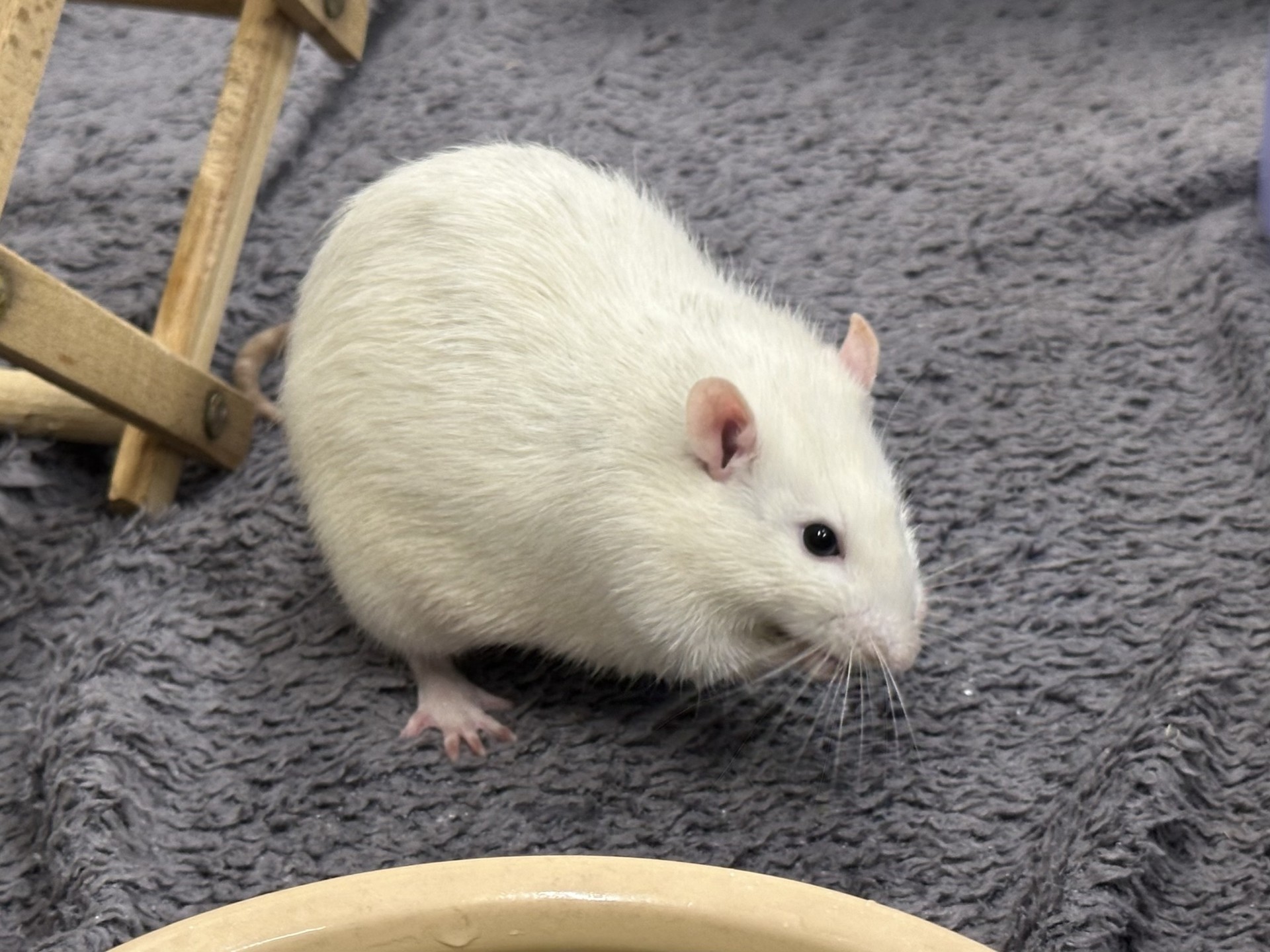 A white rat with pink ears and dark eyes stands on a textured gray fabric surface near a wooden object and a beige circular dish, eating a pea.