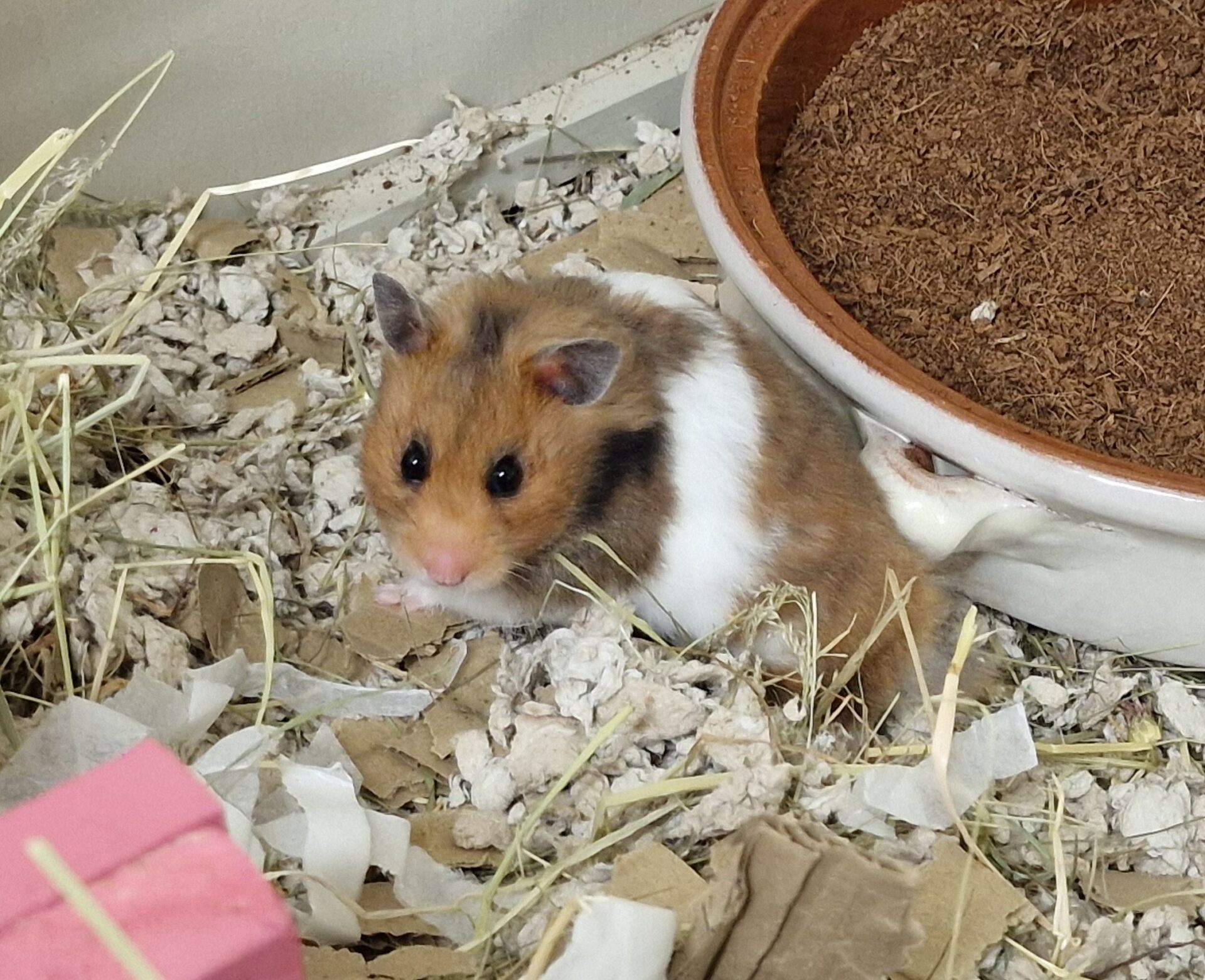 A brown and white hamster is sitting on cosy bedding next to a round dish of soil in a cage. Strips of hay and cardboard pieces are scattered around the enclosure.