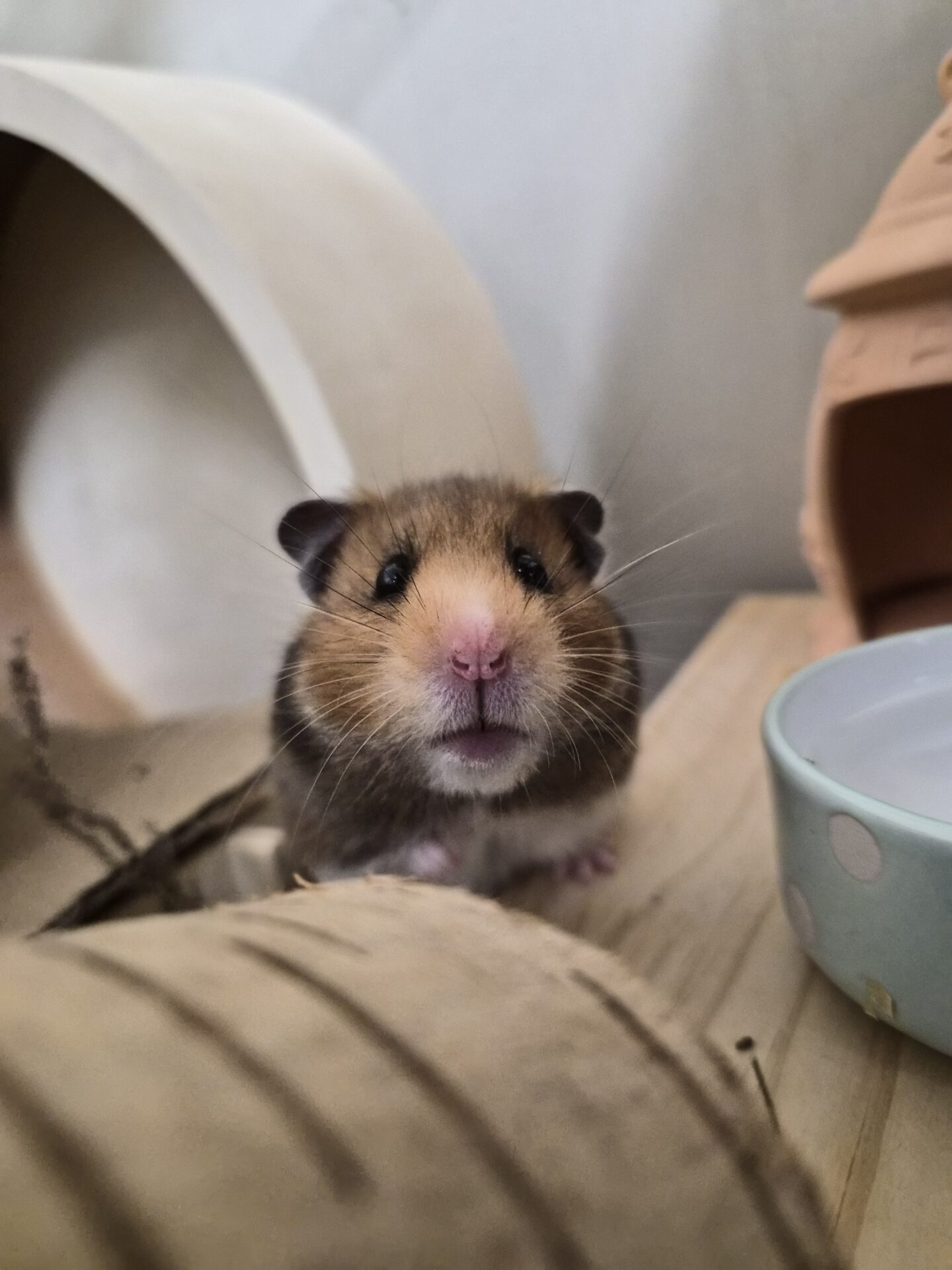 A brown and white hamster with a pink nose sits on a wooden surface, looking directly at the camera. There is a light blue bowl and cozy hamster house in the background.
