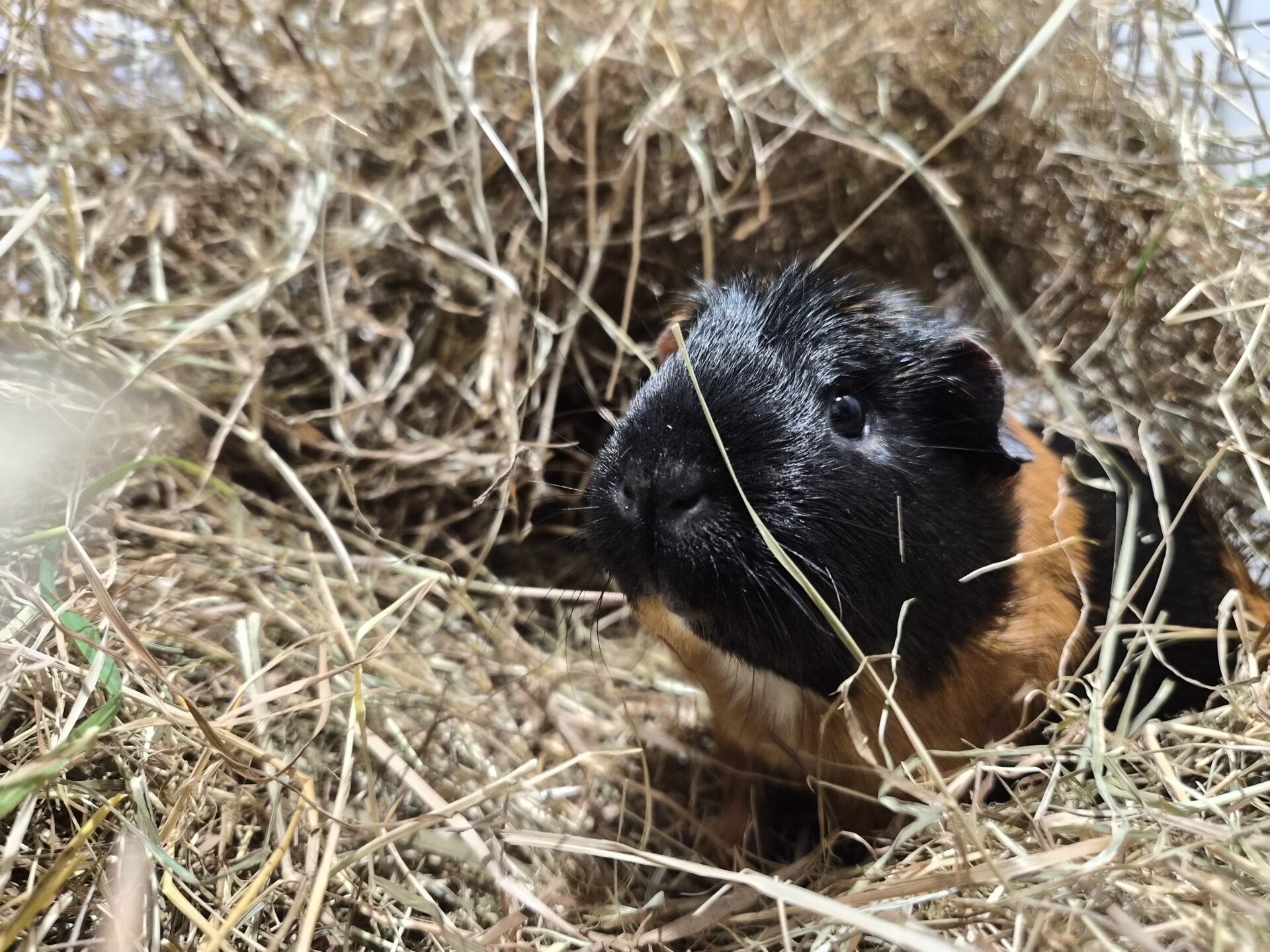 A black and brown guinea pig sits in a pile of dry hay, looking up with curiosity. The hay surrounds the guinea pig, creating a cozy and natural environment.