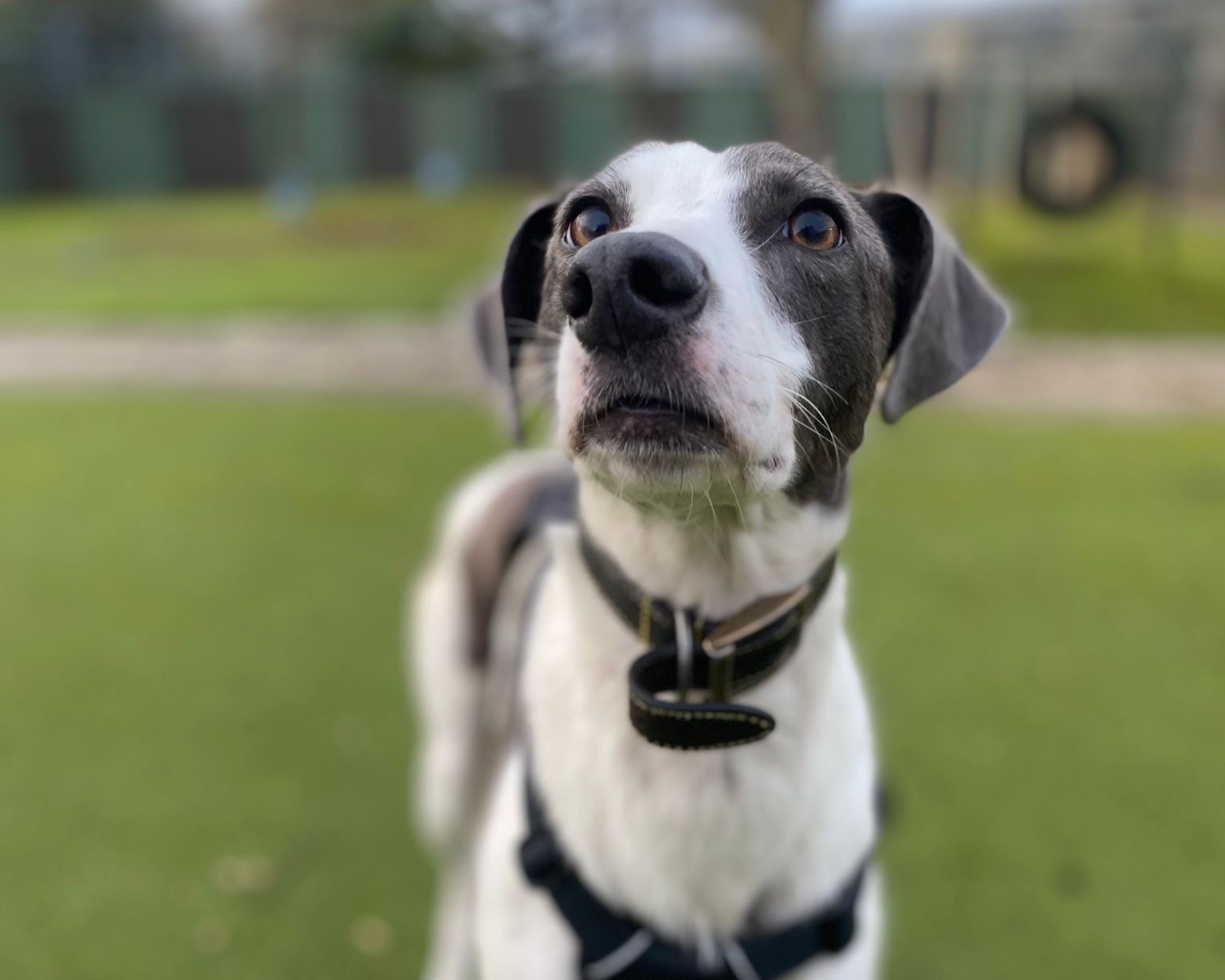 A close-up of a white and grey Lurcher with a black harness standing on green grass, looking slightly upward. The background is blurred, showing trees and a fence.
