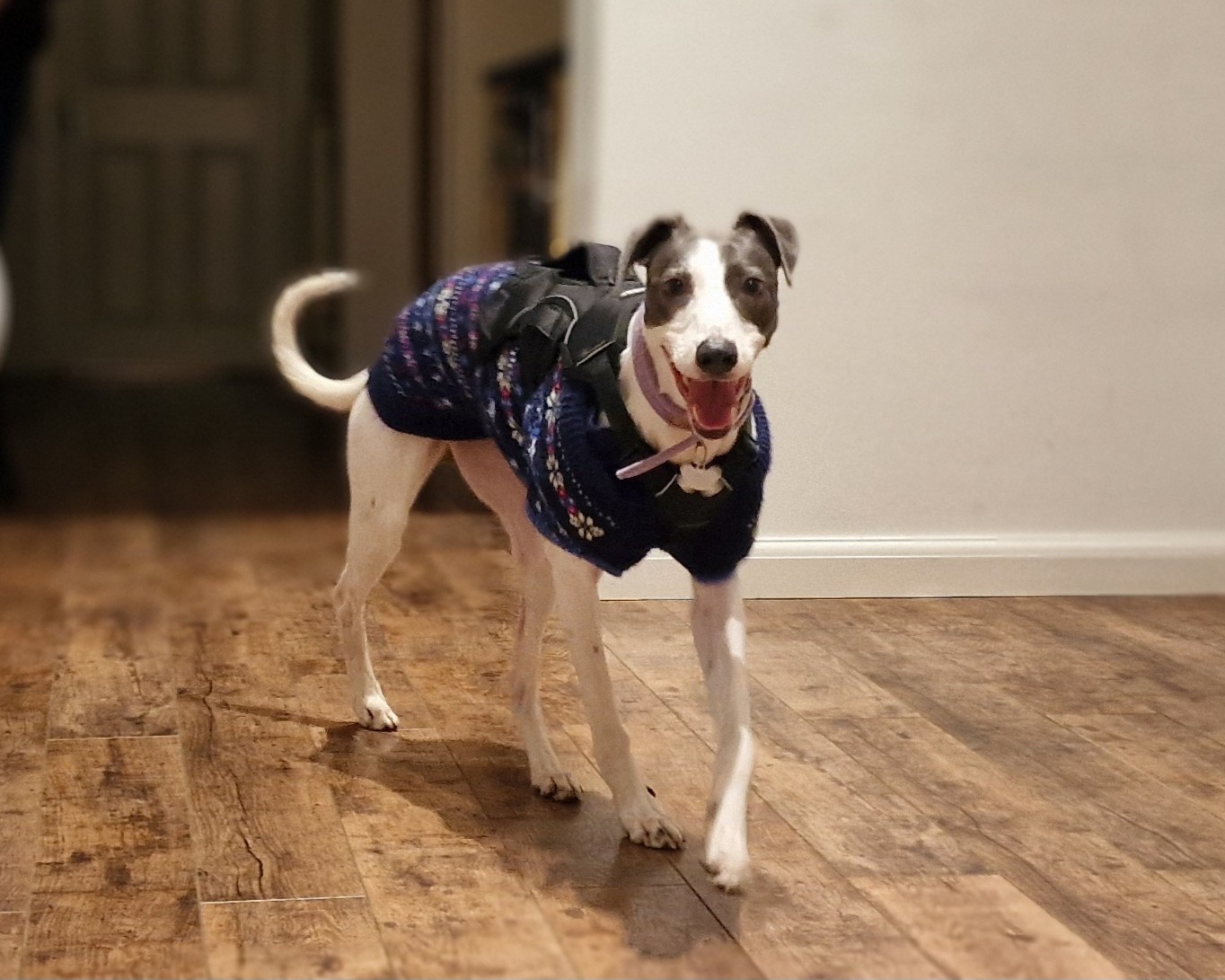 A happy white and brown Lurcher wearing a blue sweater and harness stands on a wooden floor indoors, looking at the camera with its mouth open and tongue out.