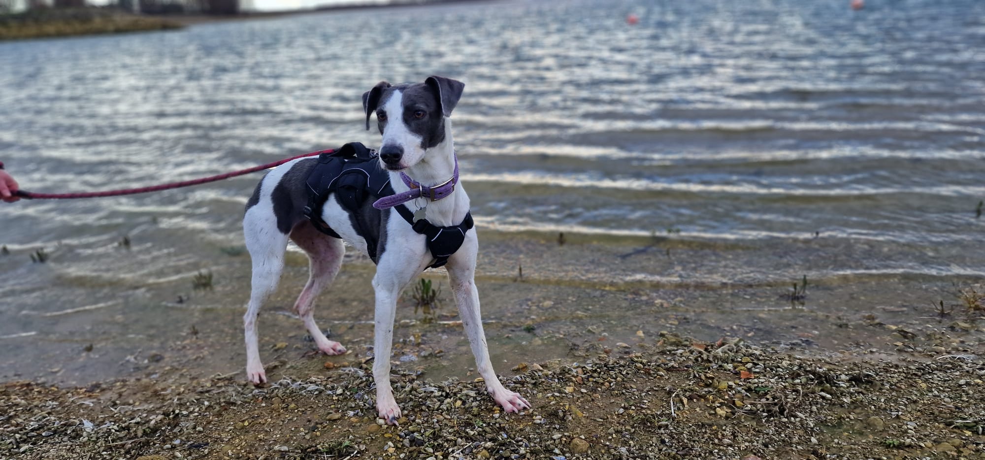 A black and white Lurcher wearing a harness and purple collar stands on a pebbly lakeshore, looking alert. The dog is on a red lead, with gentle waves rippling in the background.