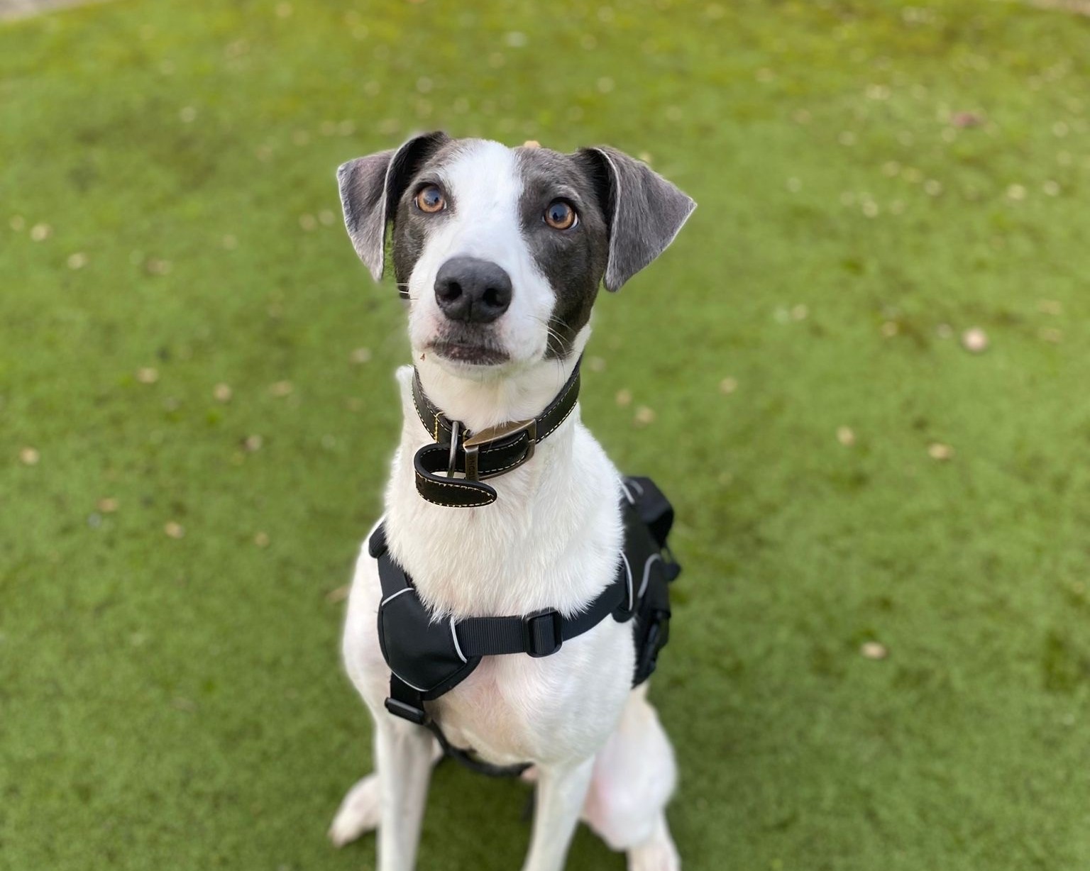 A grey and white Lurcher with a harness sits on green grass, looking attentively at the camera.