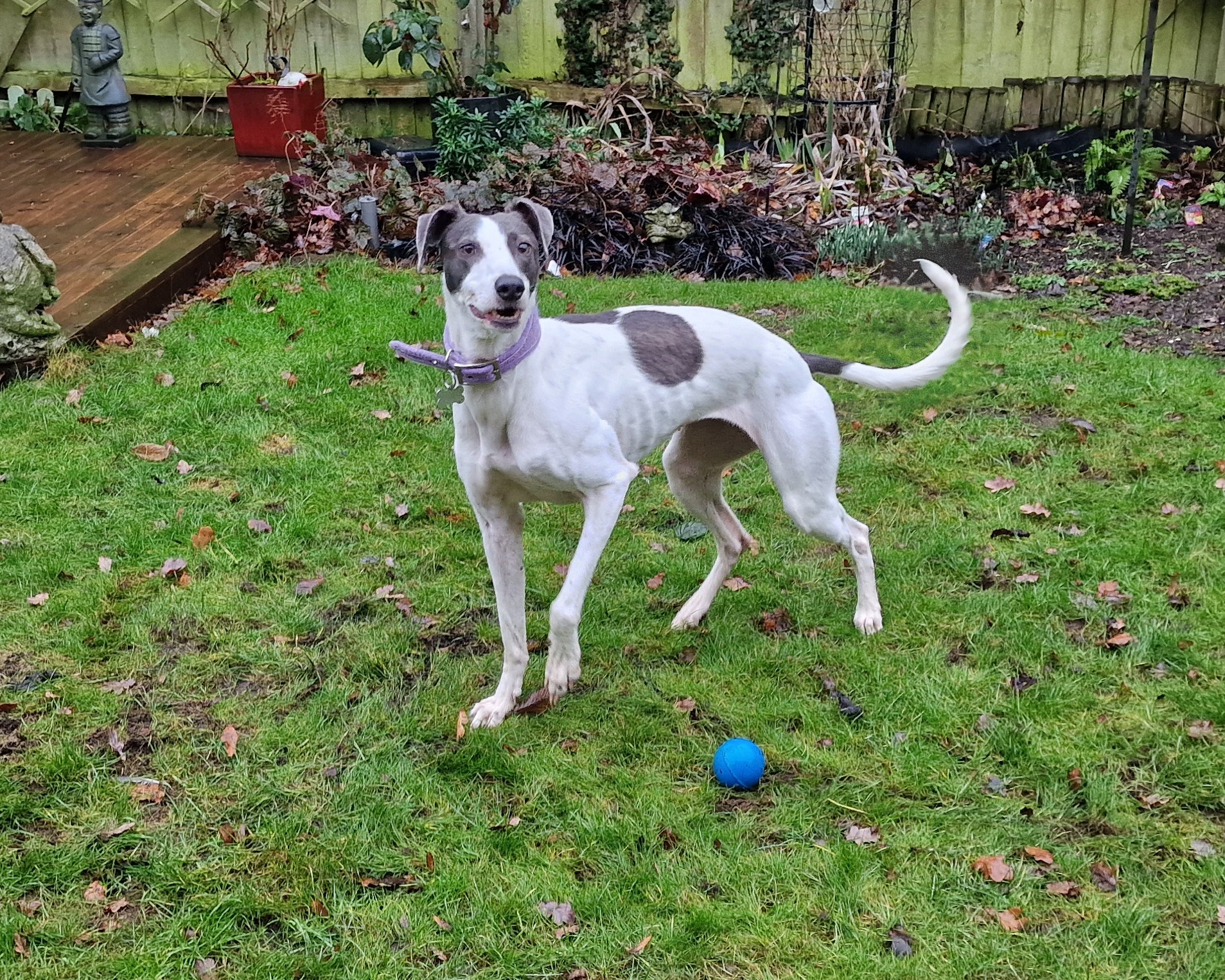 A white and brown Lurcher with a purple collar stands alert on green grass in a garden, looking to the side. A blue ball lies in front of the dog, with plants and a wooden deck in the background.