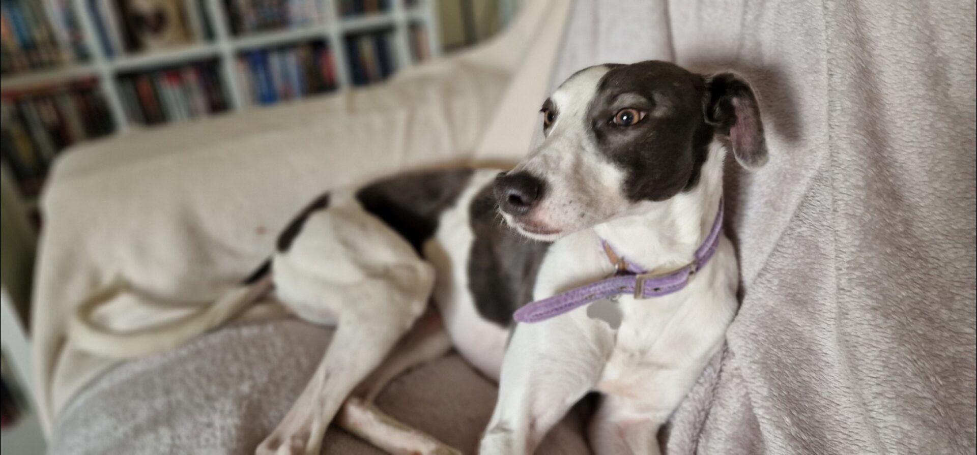 A black and white Lurcher with a purple collar is lying on a light-colored blanket on a sofa, looking alert. Shelves filled with books or DVDs are blurred in the background.