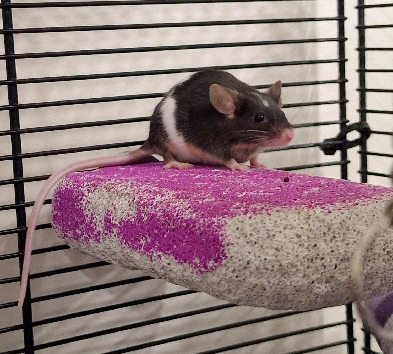A black and white mouse with a long tail sits on a purple and white stone platform inside a wire cage.