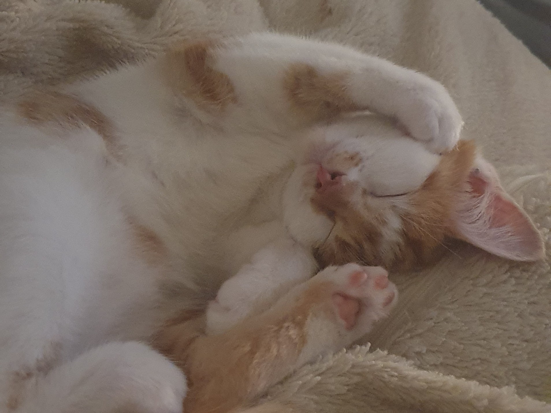 A ginger and white kitten is sleeping on a soft beige blanket with one paw covering its face and the other stretched out, showing its pink paw pads.