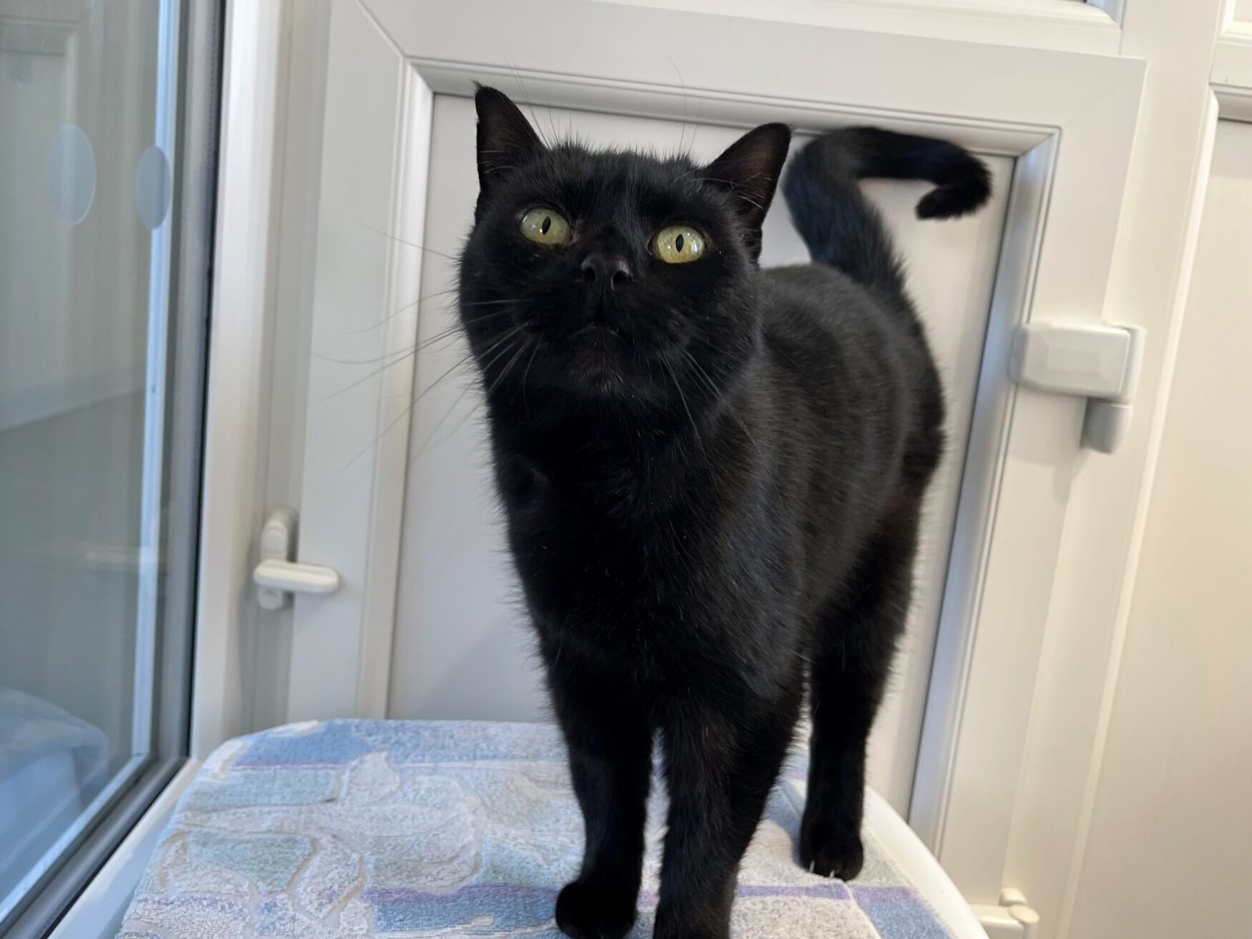 A black cat with green eyes stands on a patterned surface, looking up. The cat is indoors near a white-framed window and door.